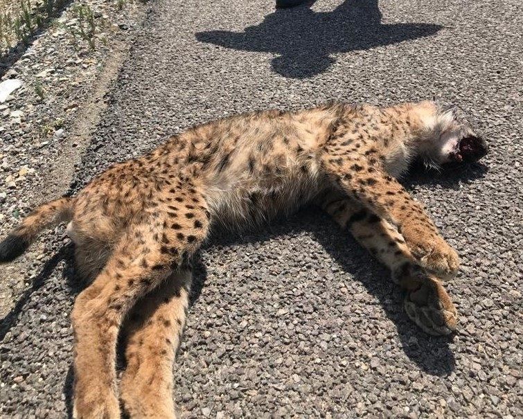 Un lince ibérico atropellado, en una imagen reciente.