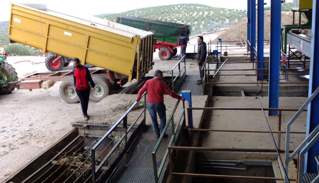 Varias personas trabajan durante una campaña del olivar en una almazara. FOTO: ASAJA