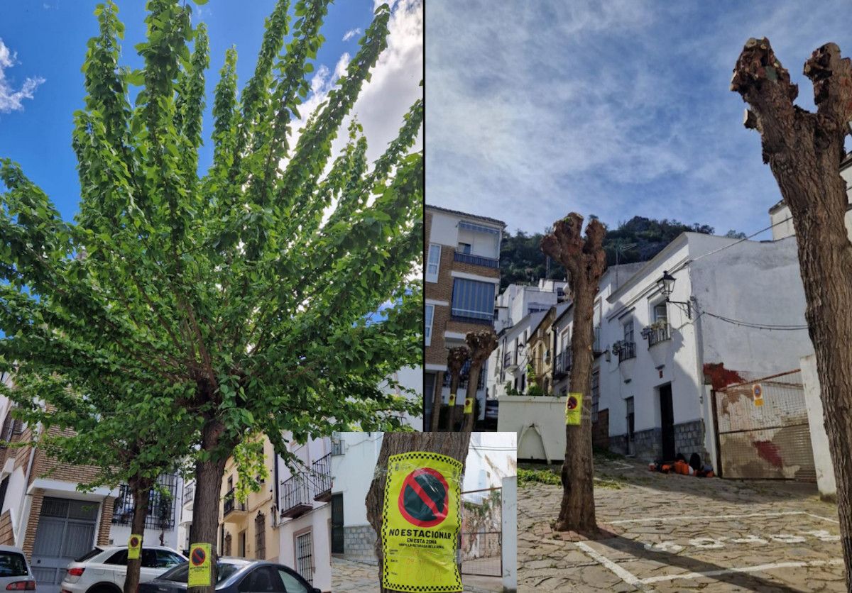 Denuncian podas agresivas en Ubrique en plena primavera.