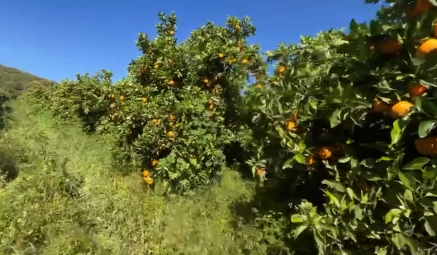 Naranjas en ecológico de Juan Salido, agricultor del Campo de Gibraltar.