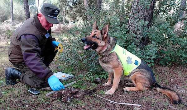 Uno de los perros que inspeccionan zonas con sospechas de uso ilícito de venenos.