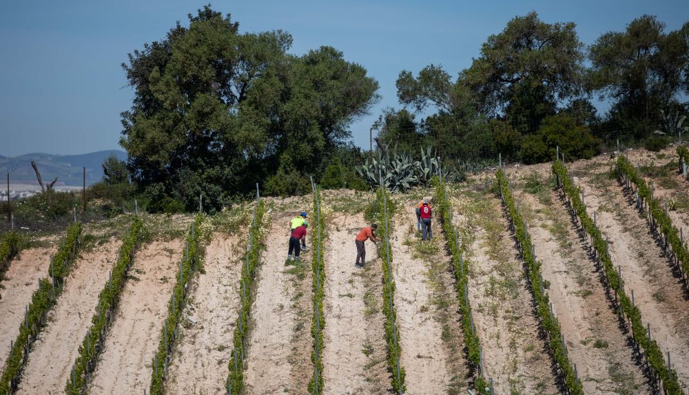 Trabajadores tratando el viñedo en Arcos.