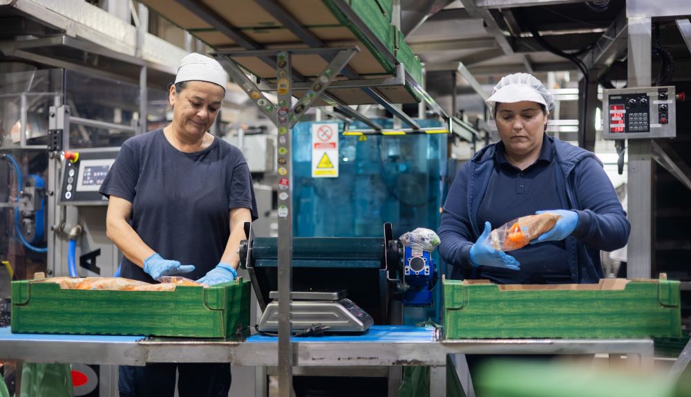 Varias envasadoras introducen los tubérculos en las bolsas.