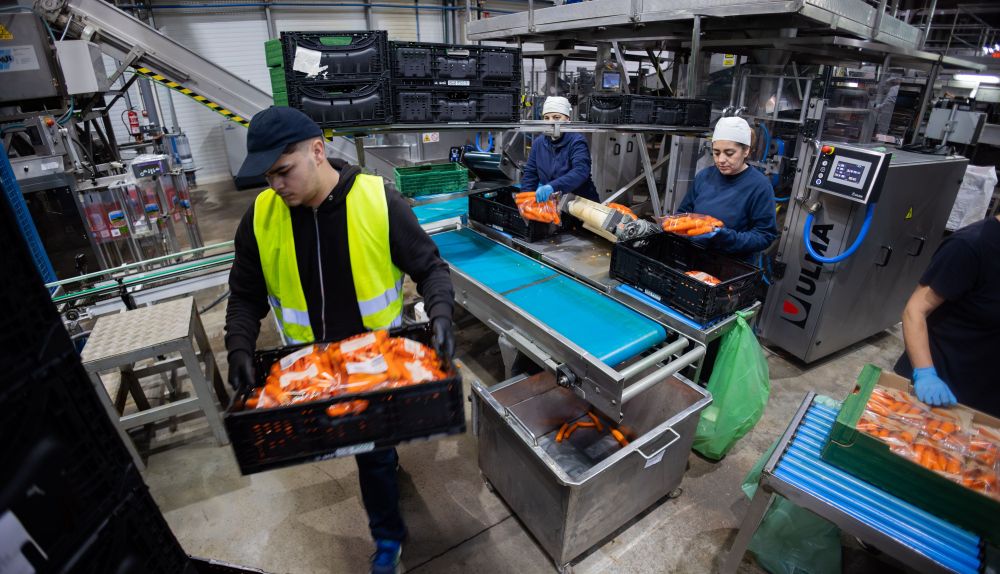 La plantilla coloca las zanahorias en los palés. 
