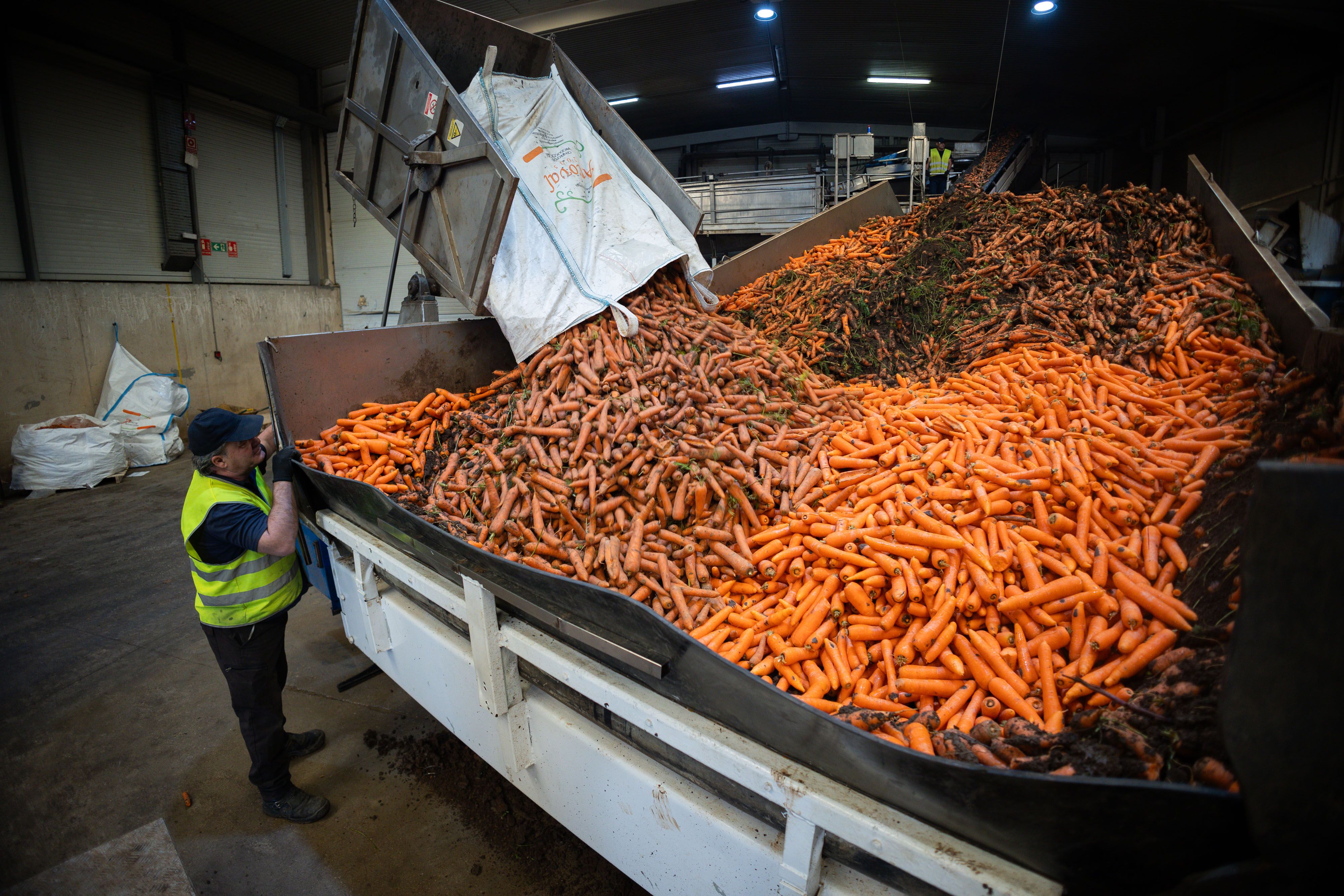 Un operario de Arcoval, la fabrica de Jédula que produce 12.000 toneladas de zanahorias.