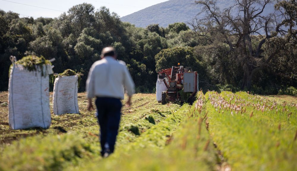 Guillermo supervisa los trabajos.