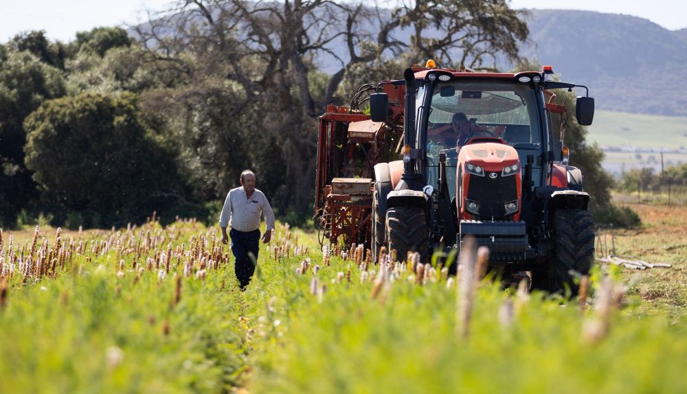 Recolección de las zanahorias en San José del Valle.