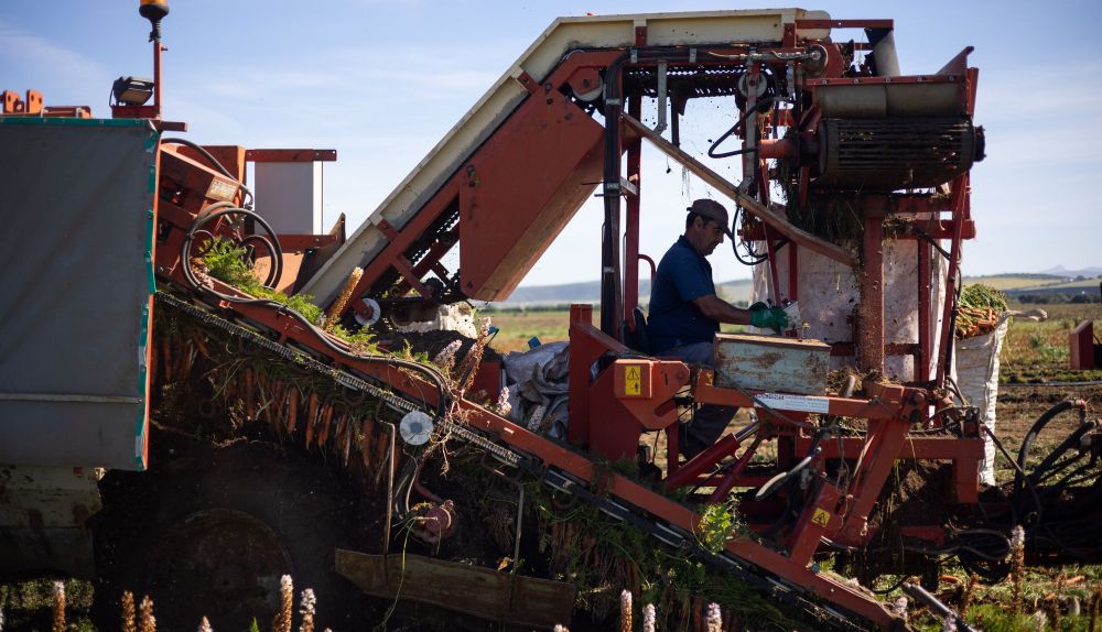 Trabajadores recogen la cosecha sembrada en Andalucía. Europa: la misma con los mismos