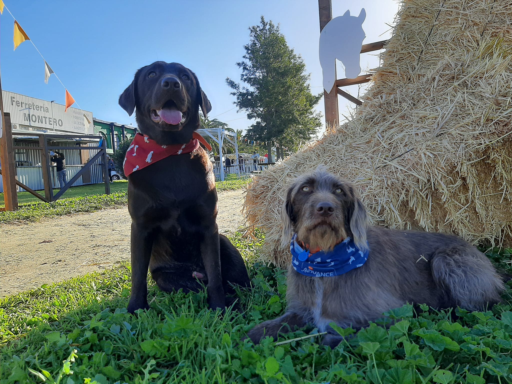 Animales de terapia para la salud de Asiste Canina, una asociación que acude al evento.