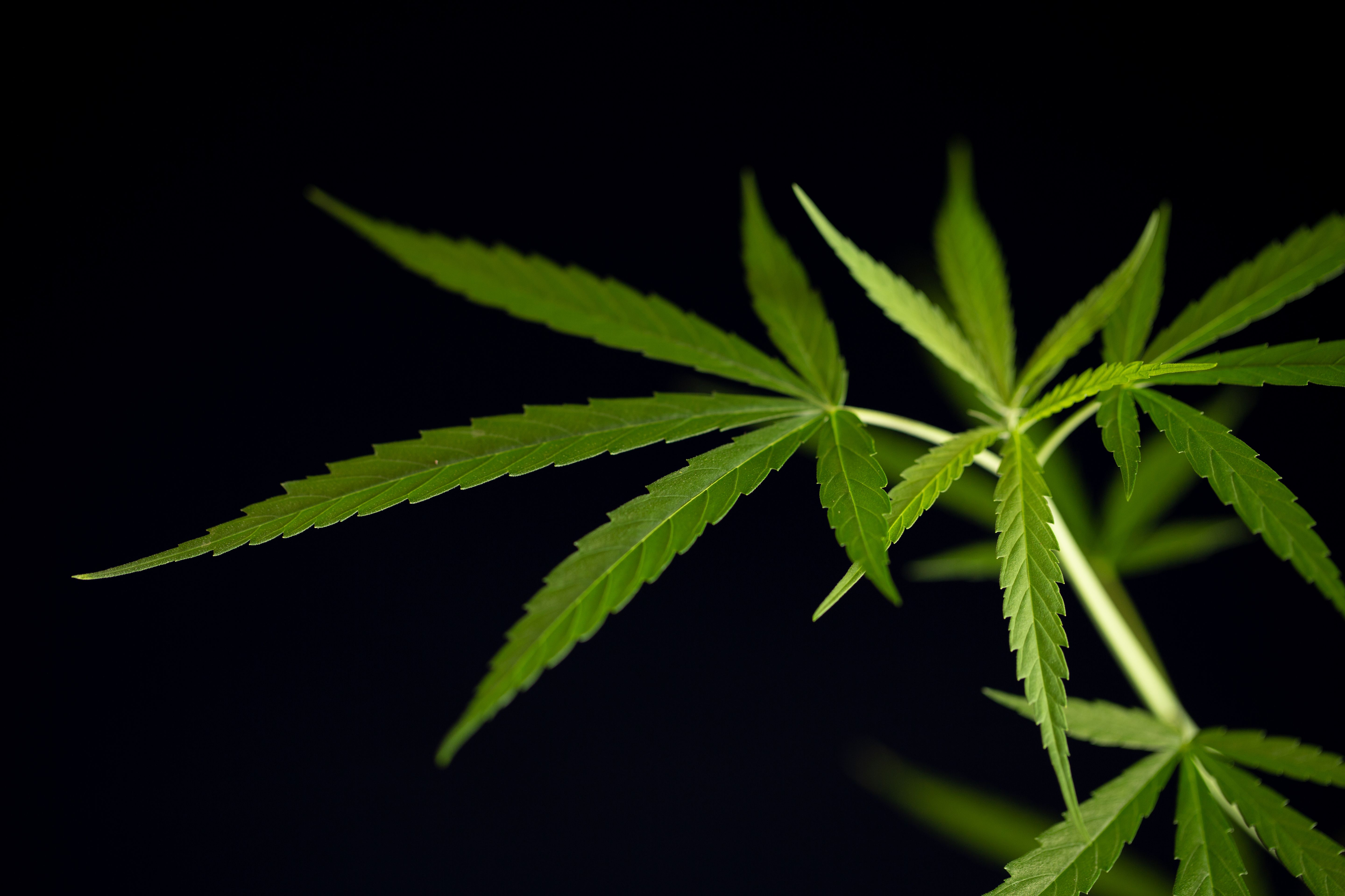 La 'hierba' y España. Imagen de la planta cannabis.