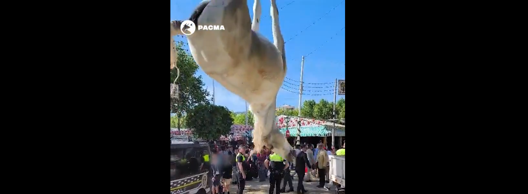 El caballo fallecido en la Feria de Sevilla.