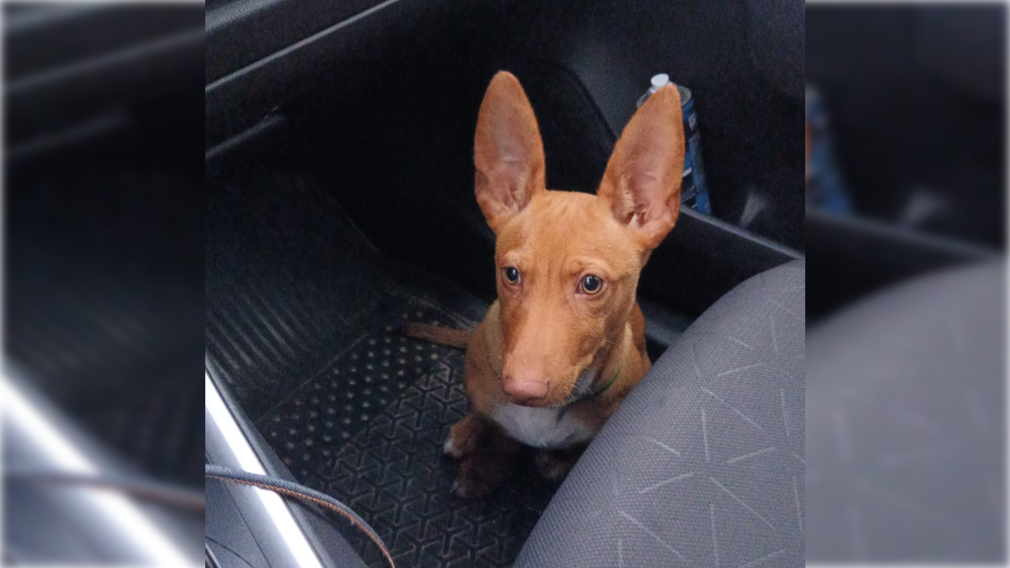 Tequila, el perro que se está buscando por Guadalcacín y alrededores.