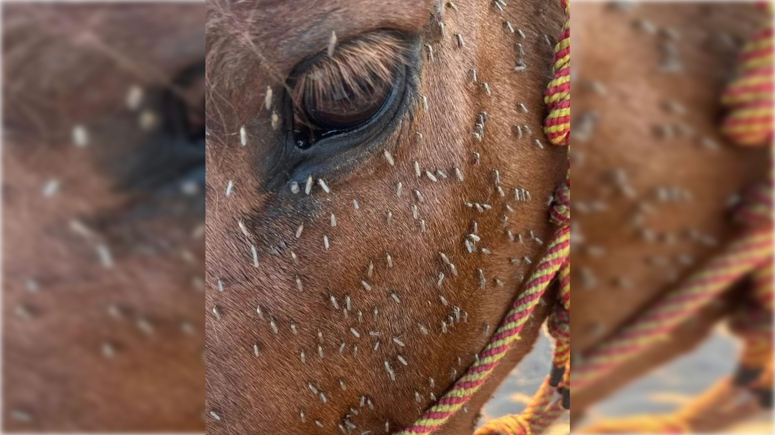 Un caballo, lleno de mosquitos, en Doñana.