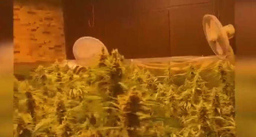 Plantaciones de marihuana encontradas en Caulina.