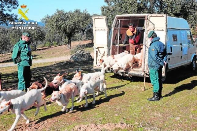 Inspección de una rehala por la Guardia Civil.