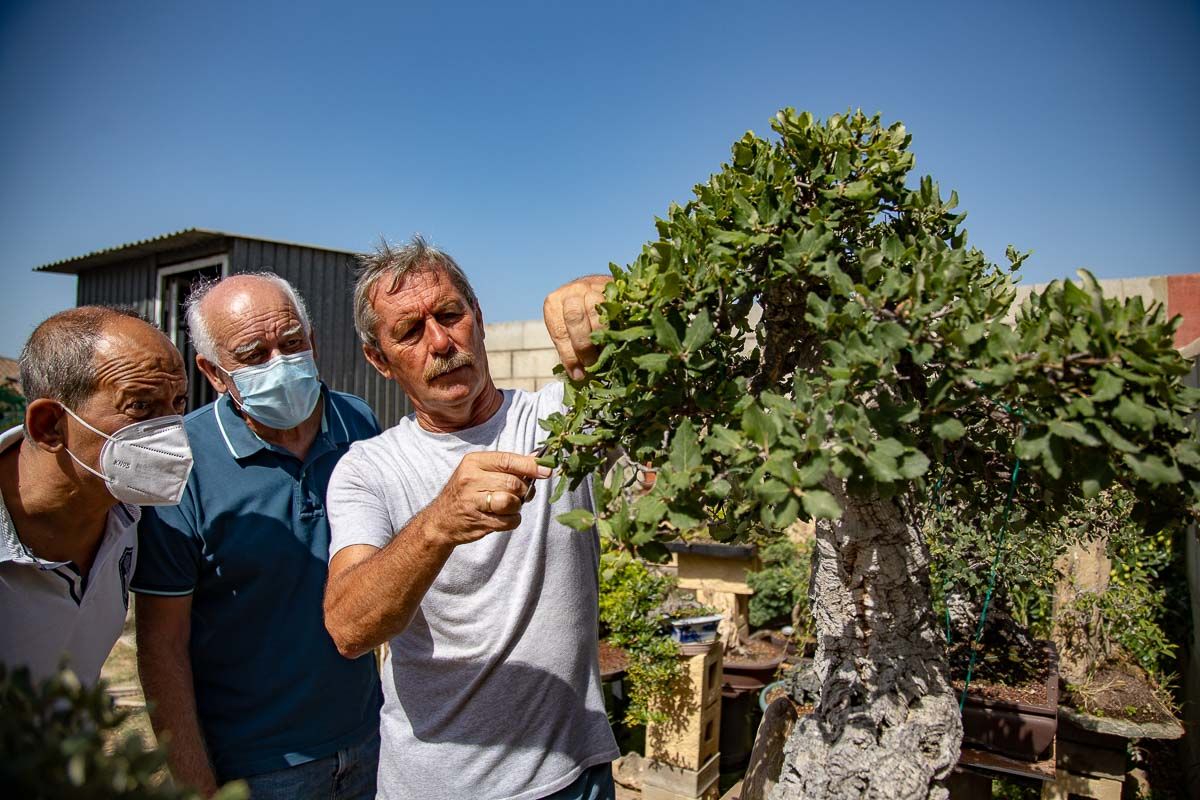 Rosendo cortando la rama de uno de sus bonsáis. FOTO: JUAN CARLOS TORO