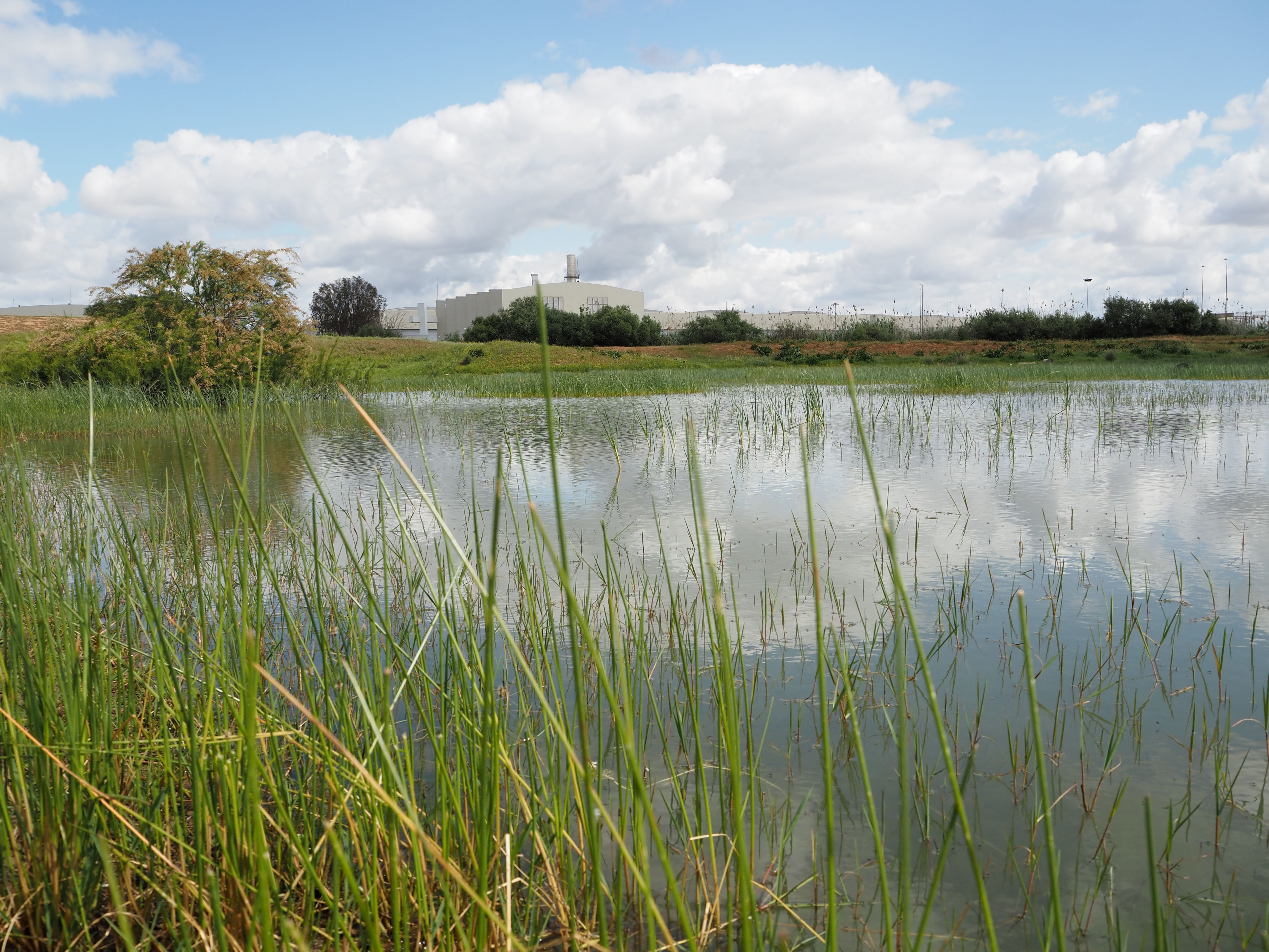 Los terrenos sobre los que se edifica la nueva 'Sevilla Este', en imágenes de los ecologistas.