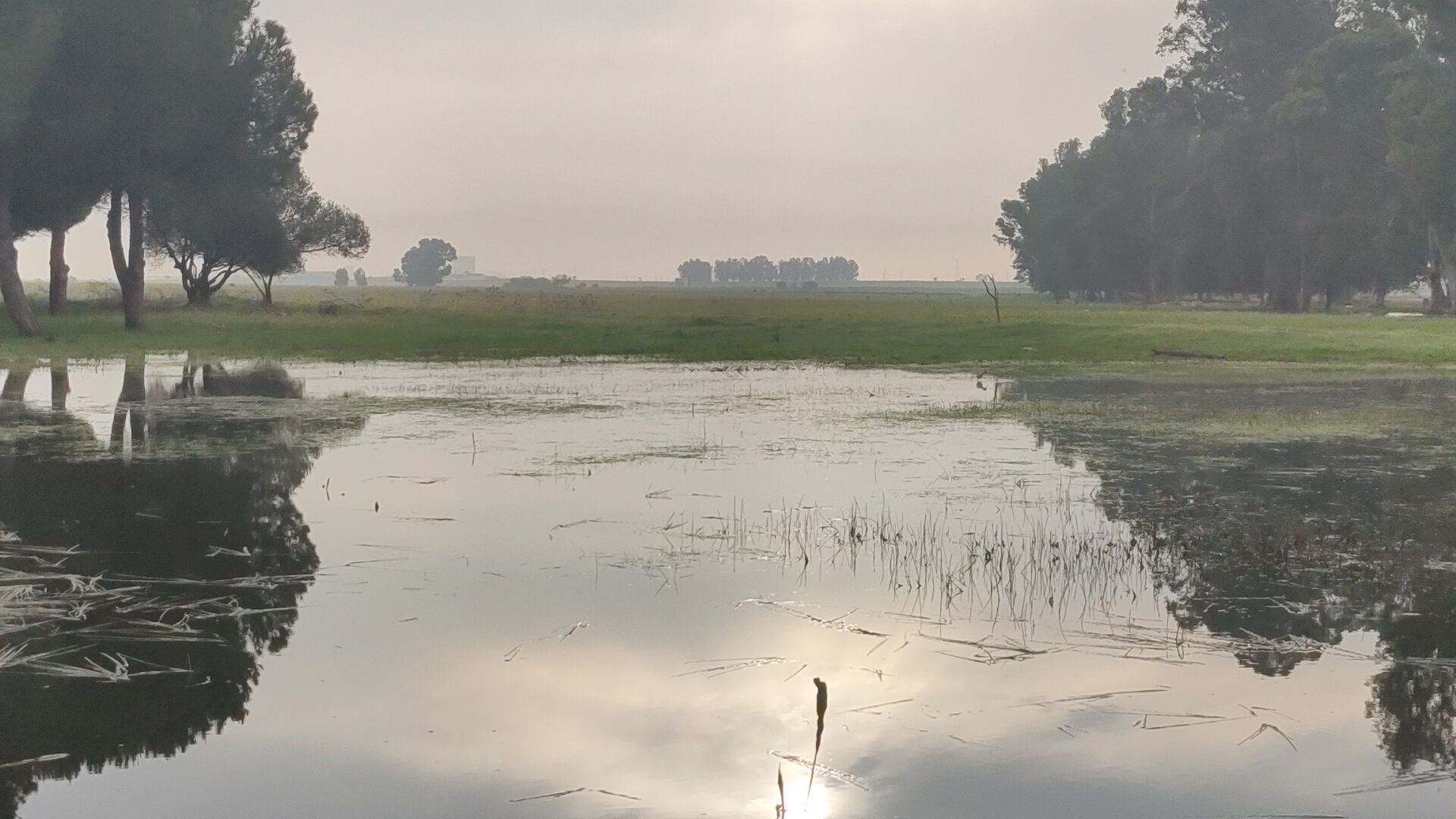 Los terrenos sobre los que se edifica la nueva 'Sevilla Este', en imágenes de los ecologistas.