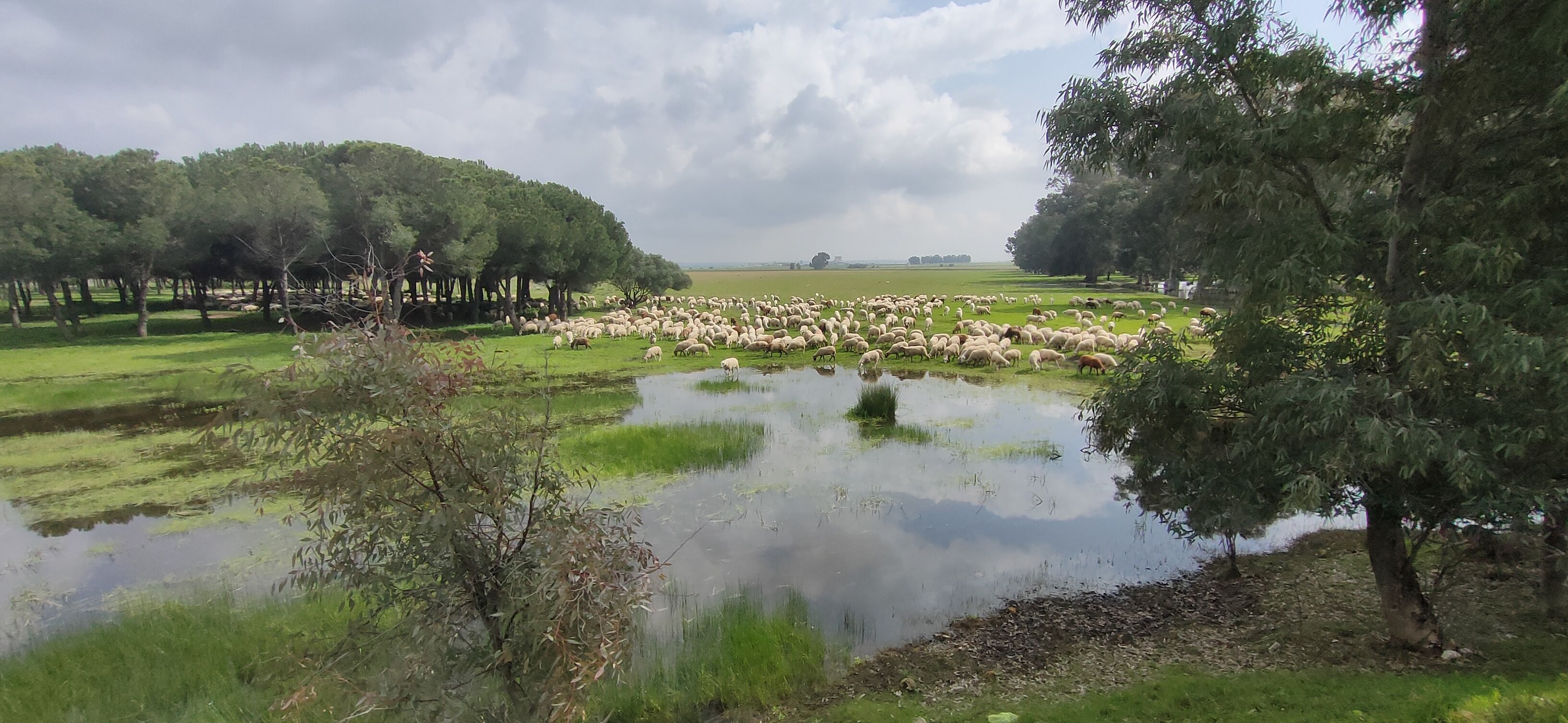 Los terrenos sobre los que se edifica la nueva 'Sevilla Este', en imágenes de los ecologistas.