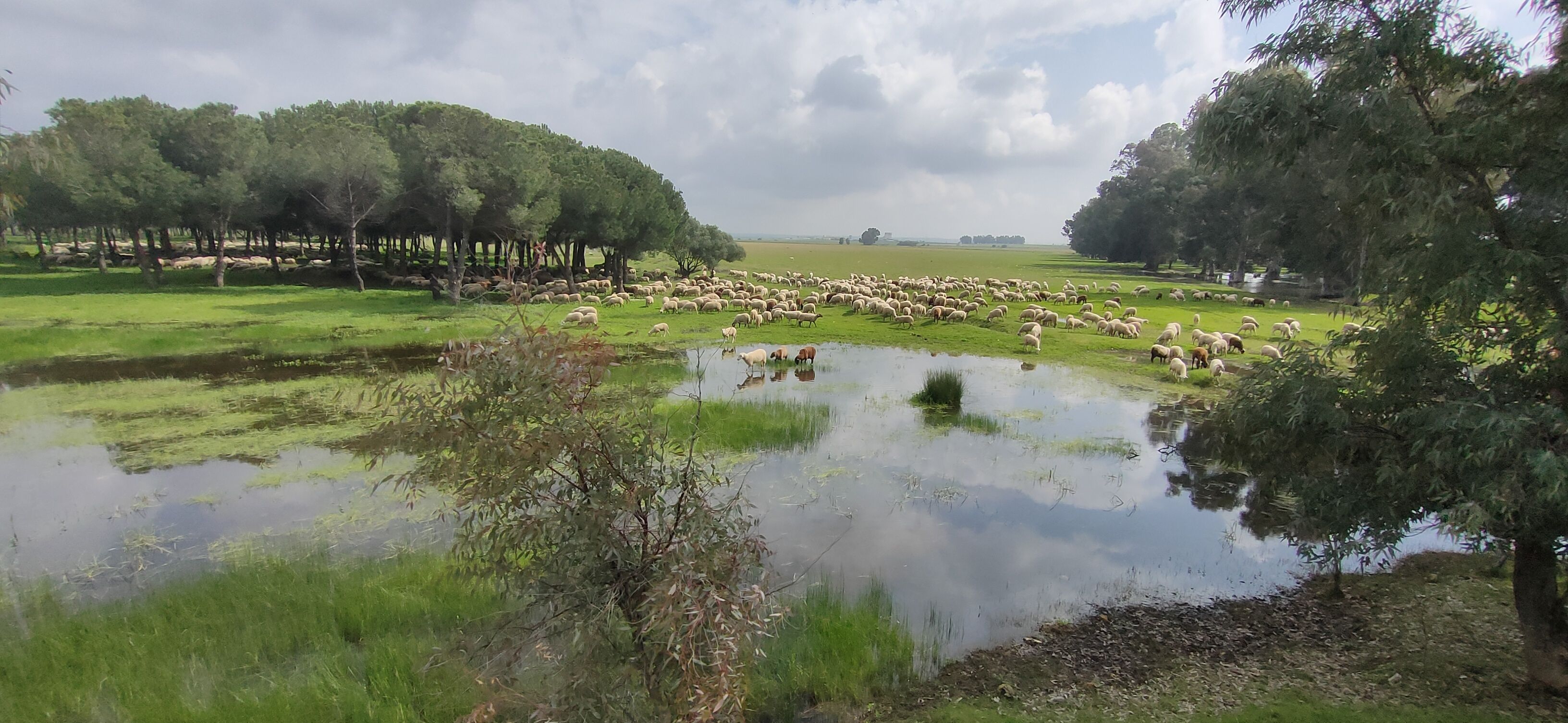 Los terrenos sobre los que se edifica la nueva 'Sevilla Este', en imágenes de los ecologistas.