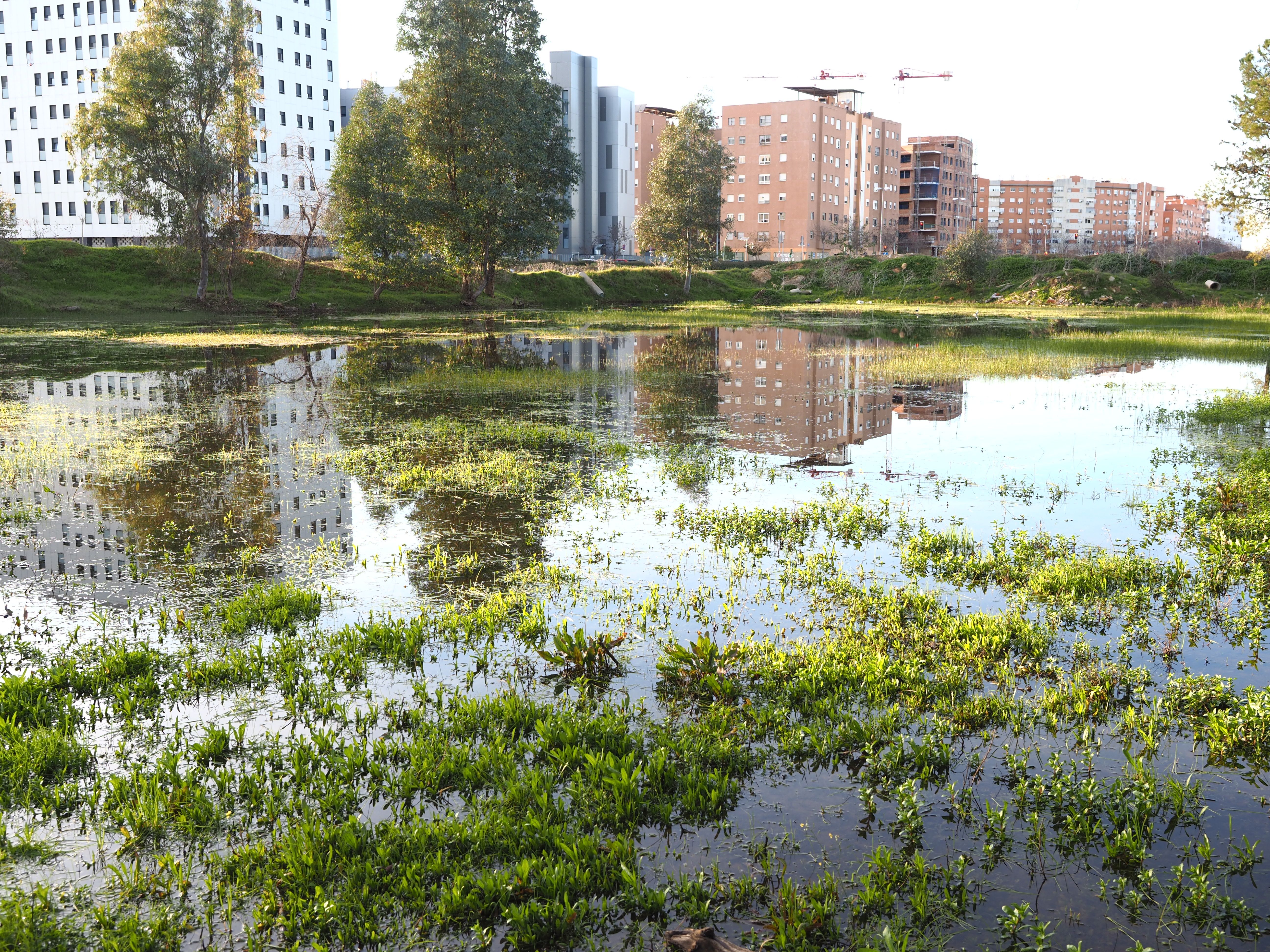 Los terrenos sobre los que se edifica la nueva 'Sevilla Este', en imágenes de los ecologistas.