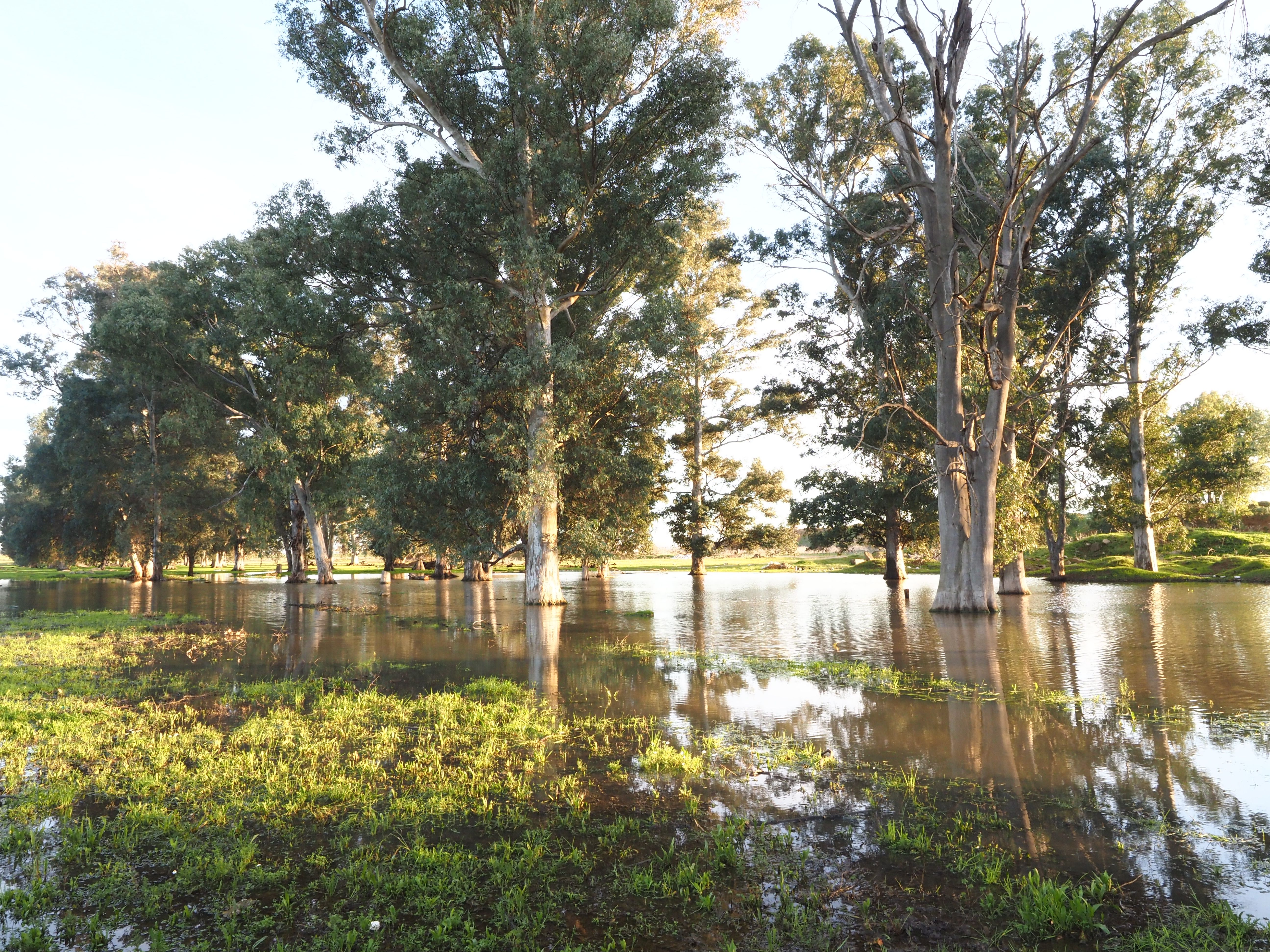Los terrenos sobre los que se edifica la nueva 'Sevilla Este', en imágenes de los ecologistas.