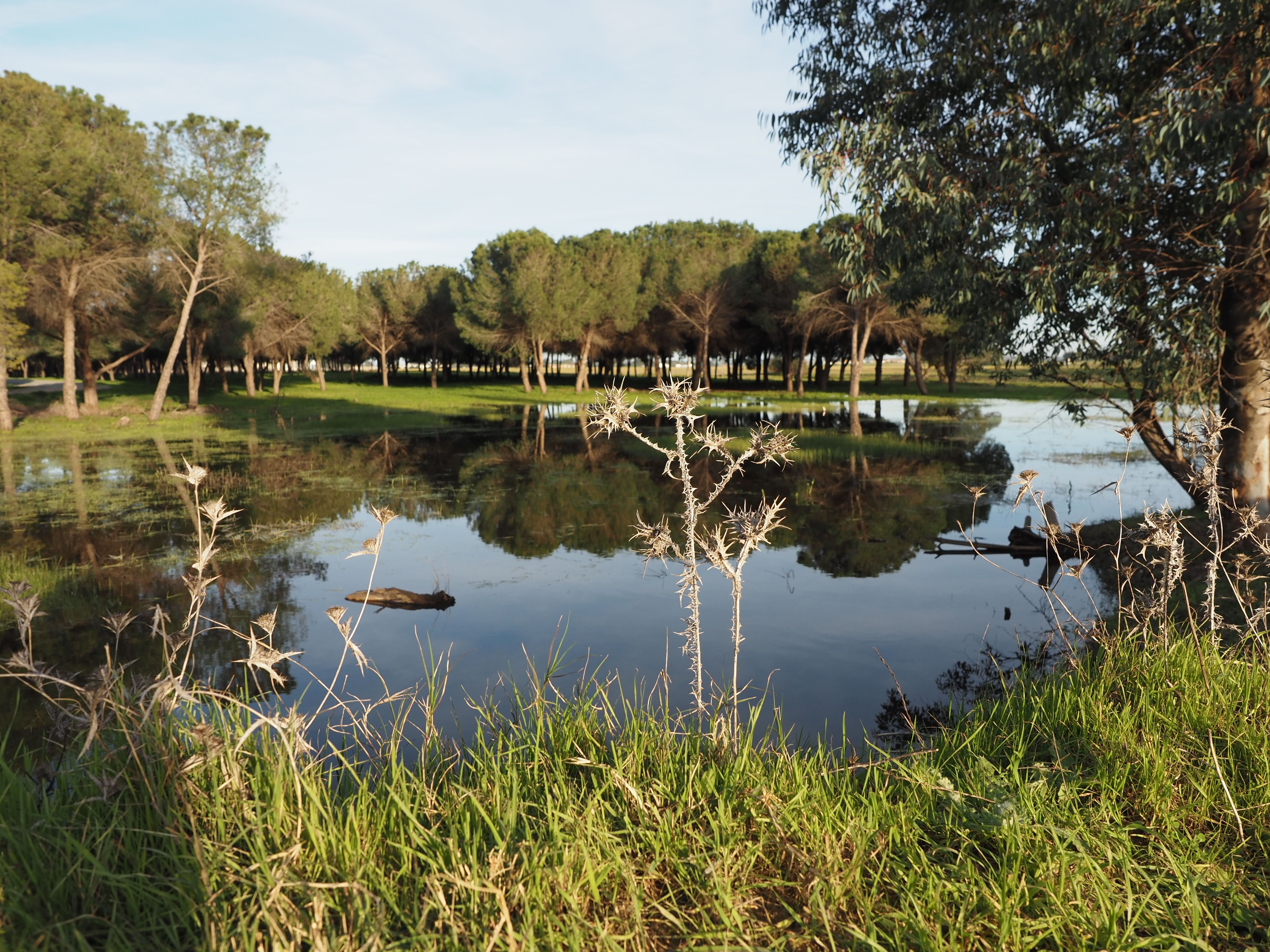 Los terrenos sobre los que se edifica la nueva 'Sevilla Este', en imágenes de los ecologistas.
