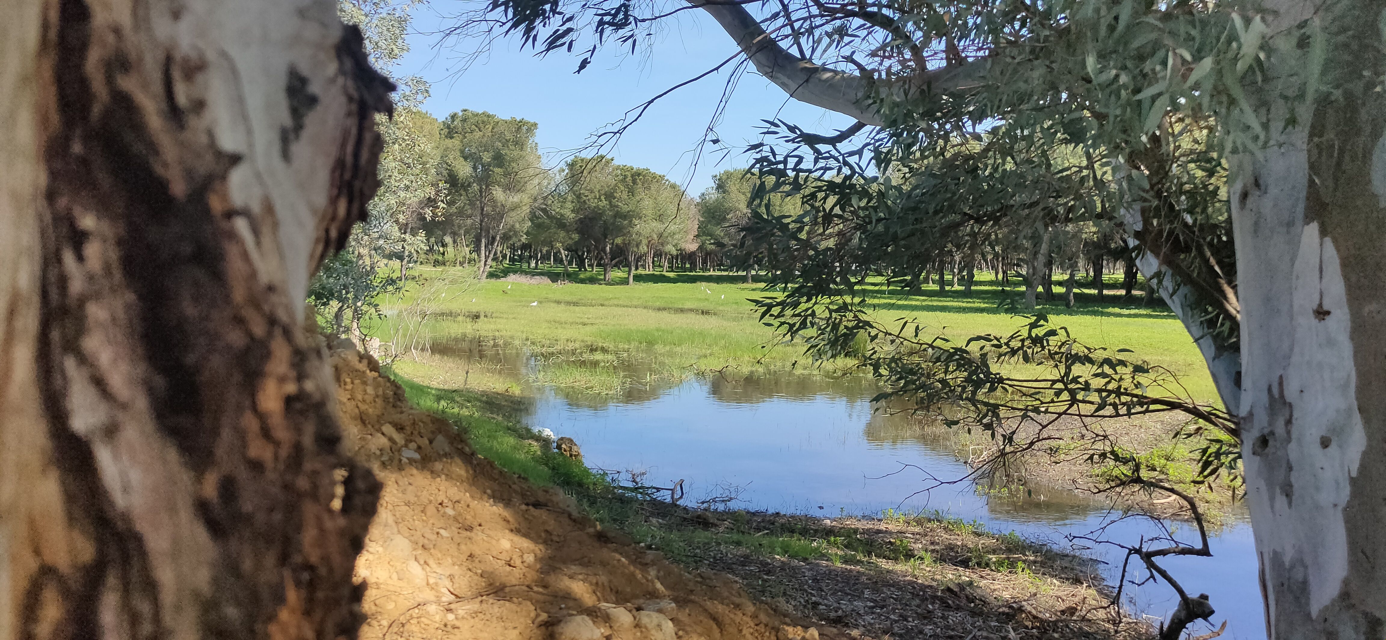 Los terrenos sobre los que se edifica la nueva 'Sevilla Este', en imágenes de los ecologistas.