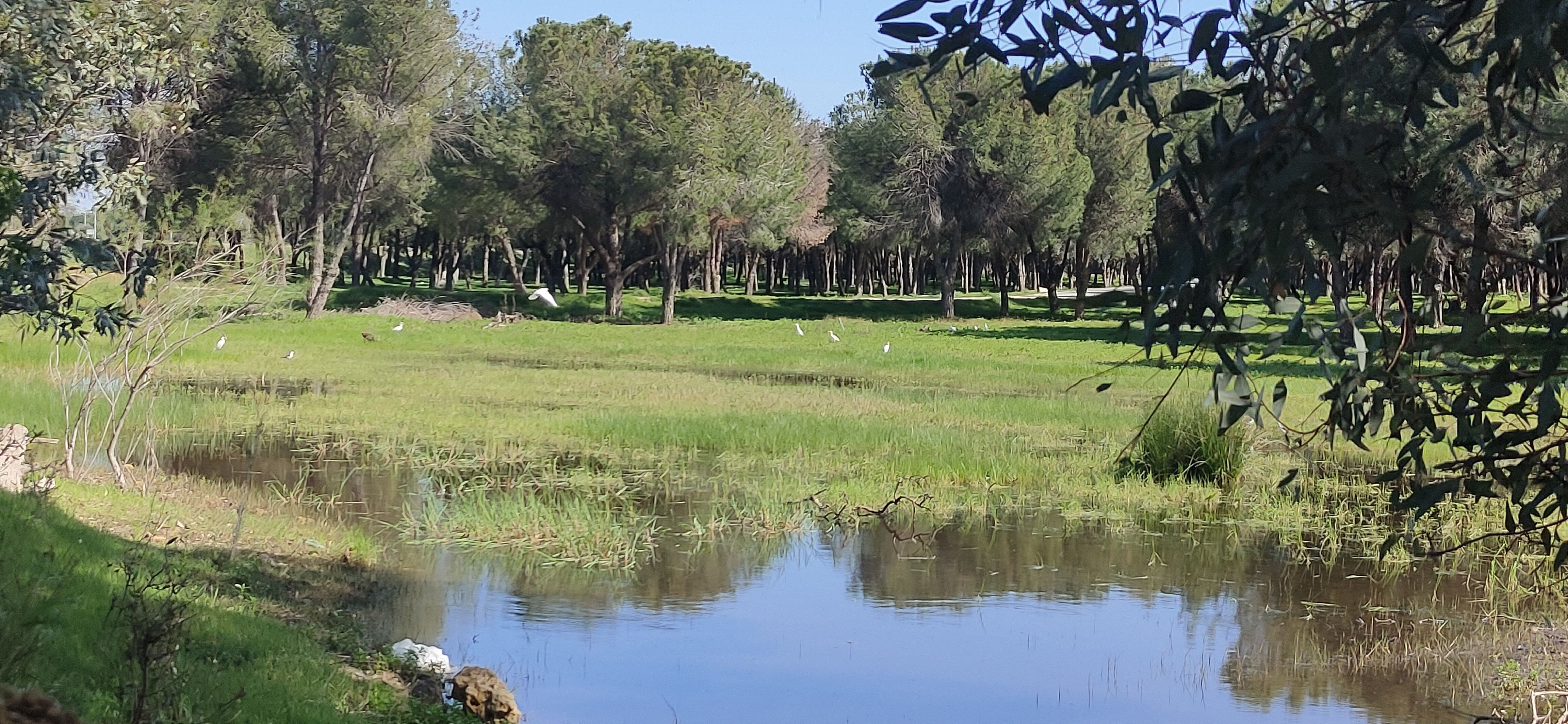 Los terrenos sobre los que se edifica la nueva 'Sevilla Este', en imágenes de los ecologistas.