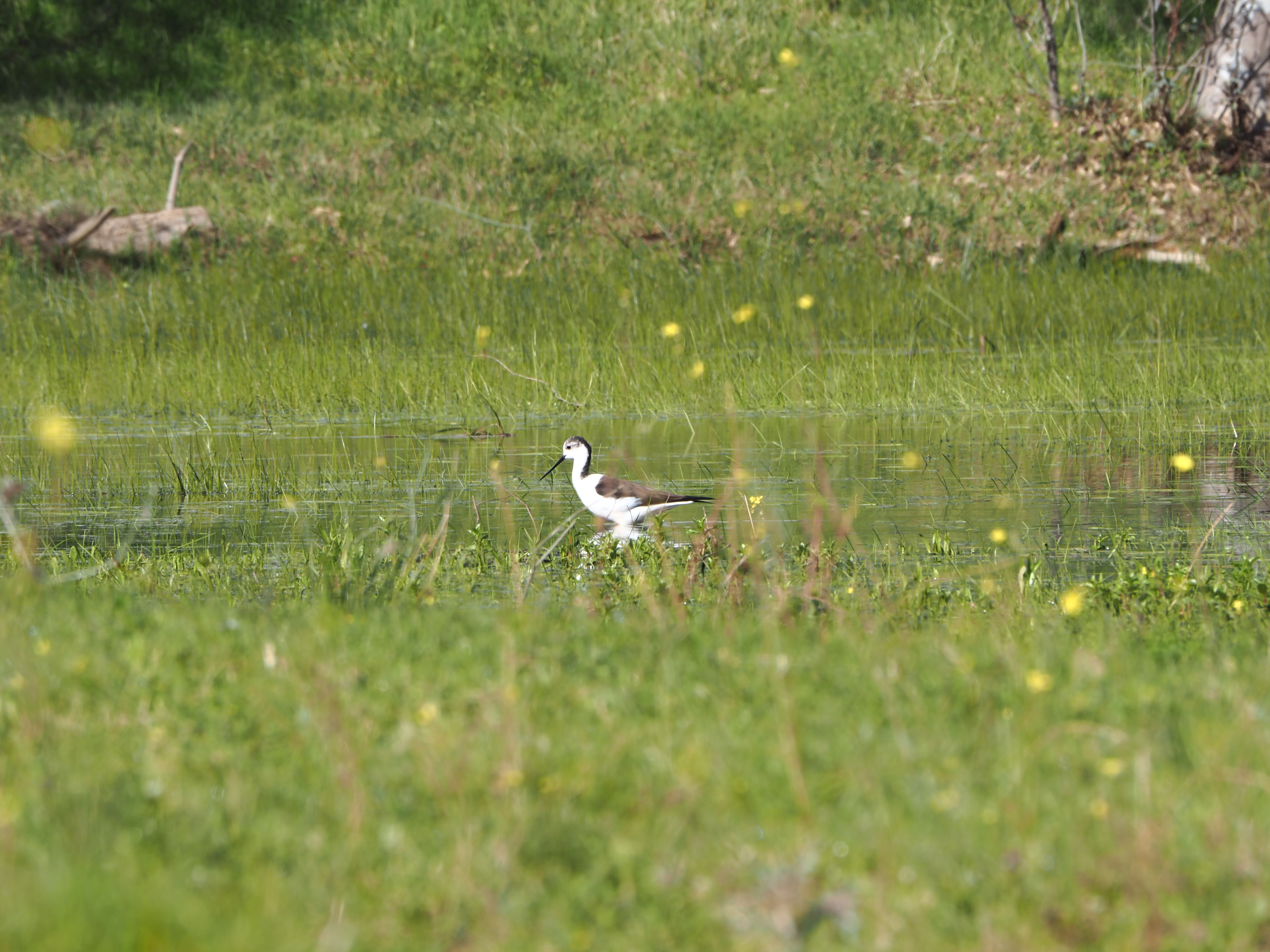 Los terrenos sobre los que se edifica la nueva 'Sevilla Este', en imágenes de los ecologistas.