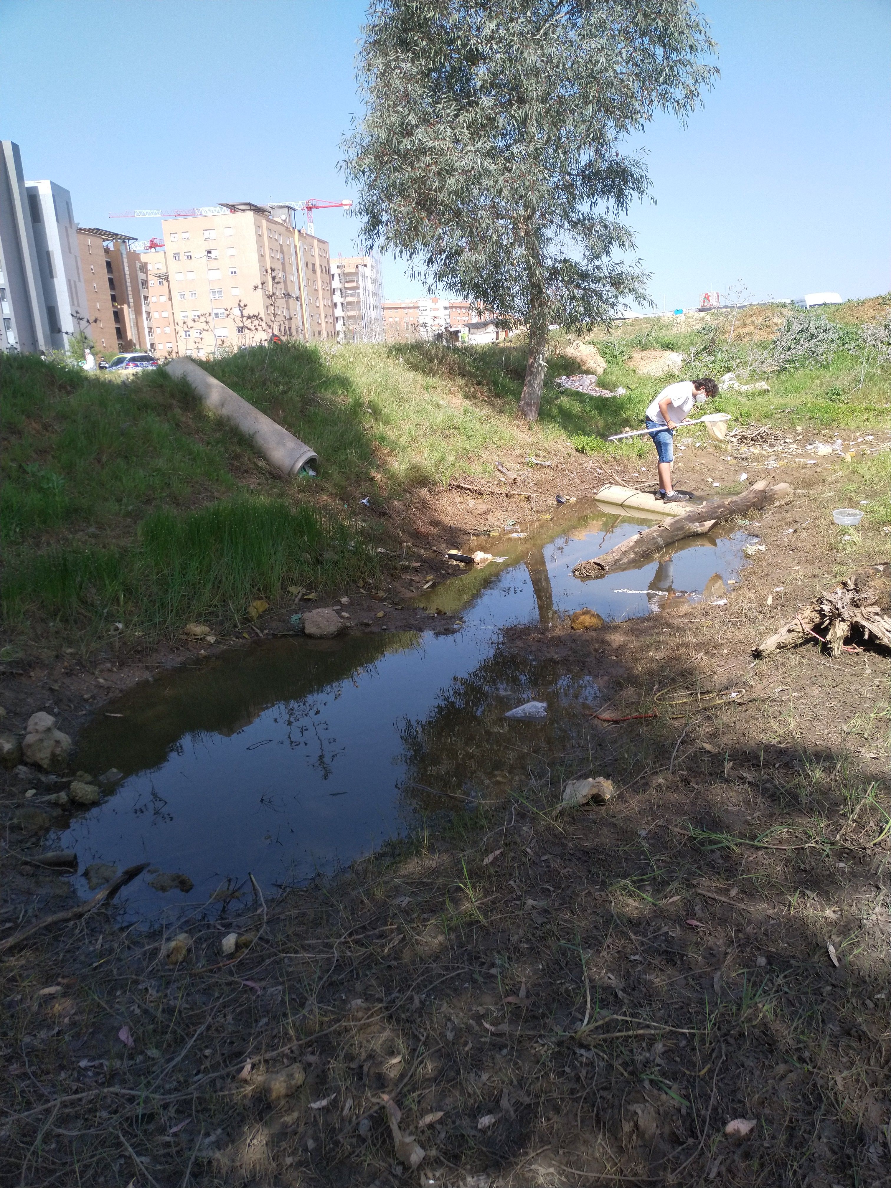 Los terrenos sobre los que se edifica la nueva 'Sevilla Este', en imágenes de los ecologistas.