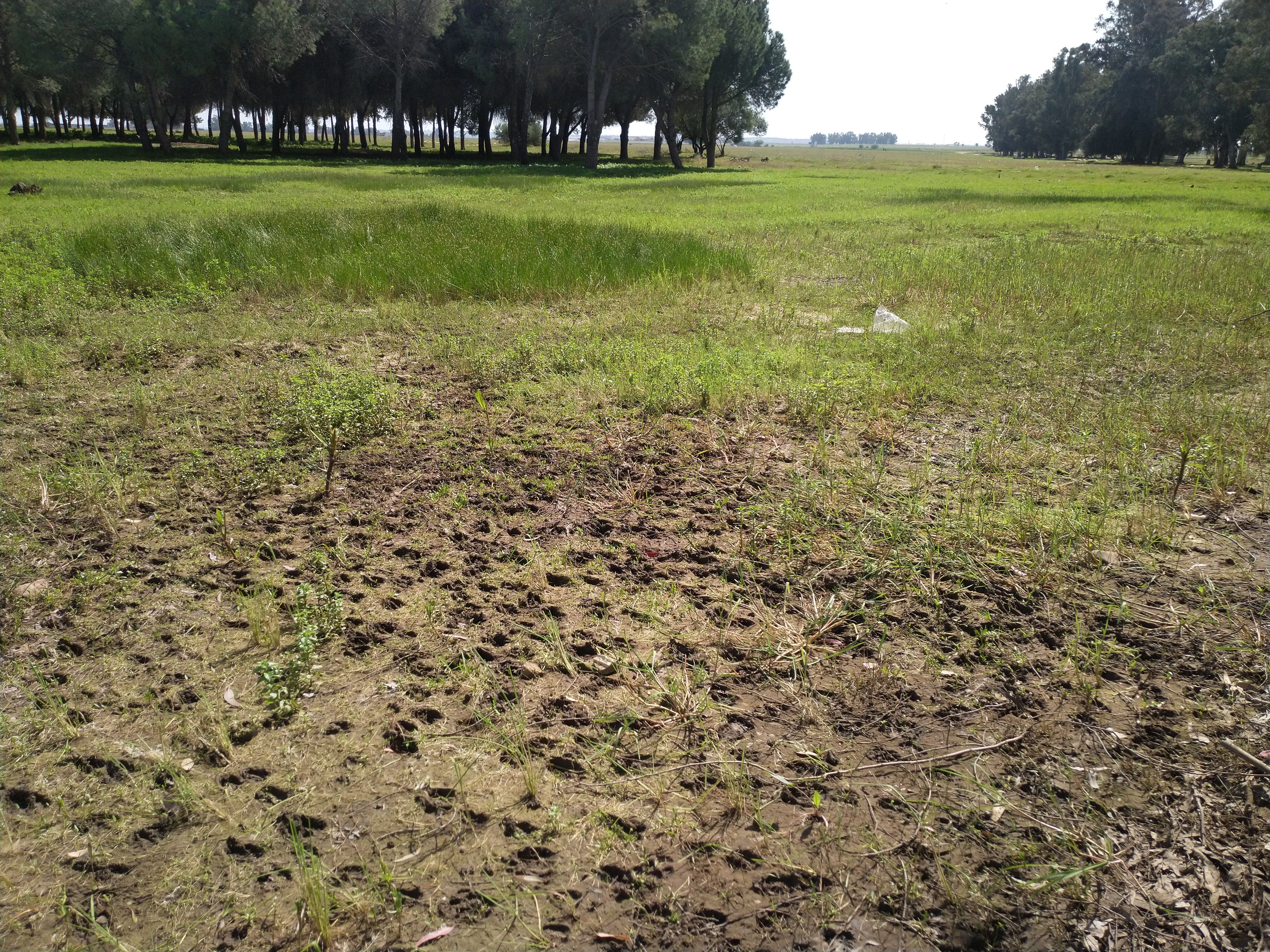 Los terrenos sobre los que se edifica la nueva 'Sevilla Este', en imágenes de los ecologistas.