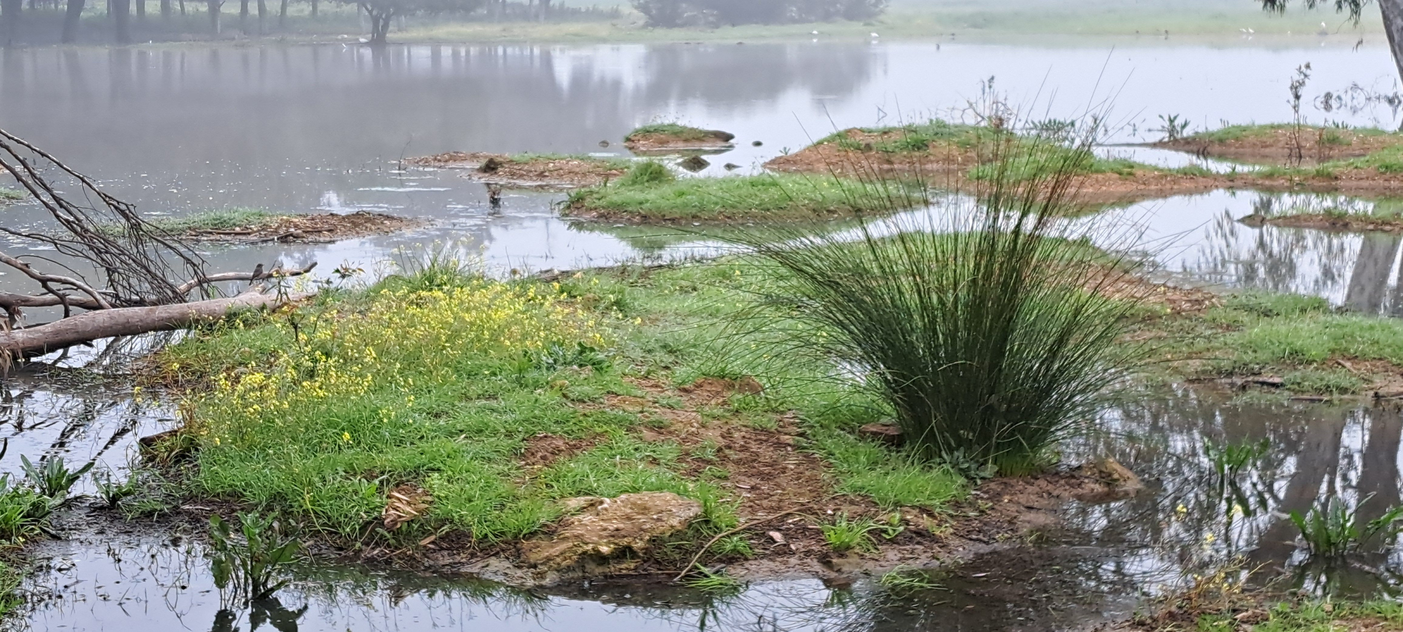 Los terrenos sobre los que se edifica la nueva 'Sevilla Este', en imágenes de los ecologistas.