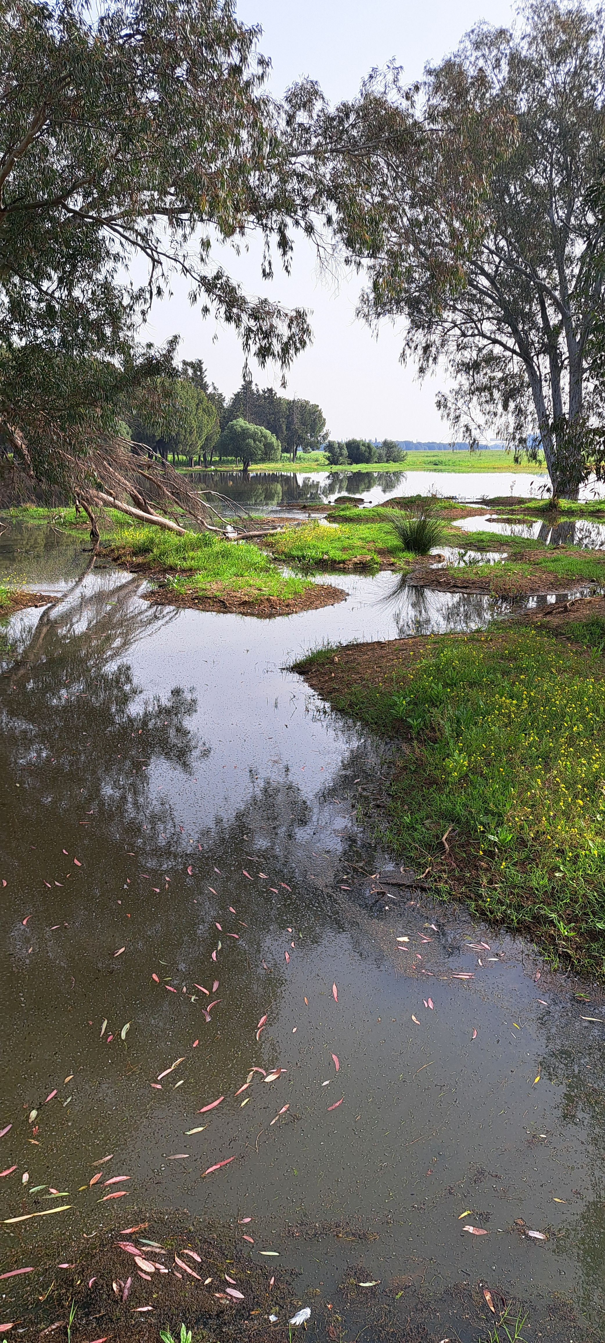 Los terrenos sobre los que se edifica la nueva 'Sevilla Este', en imágenes de los ecologistas.