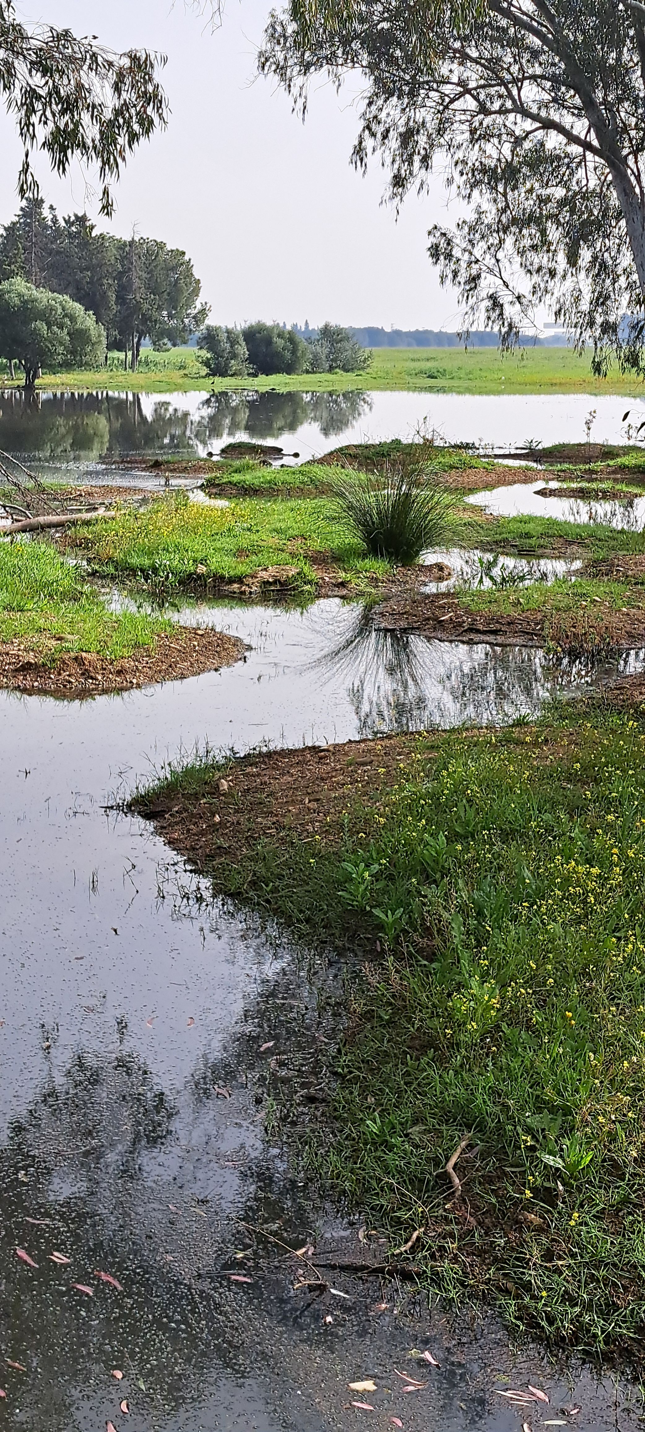 Los terrenos sobre los que se edifica la nueva 'Sevilla Este', en imágenes de los ecologistas.