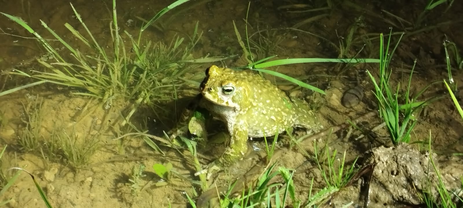 Los terrenos sobre los que se edifica la nueva 'Sevilla Este', en imágenes de los ecologistas.