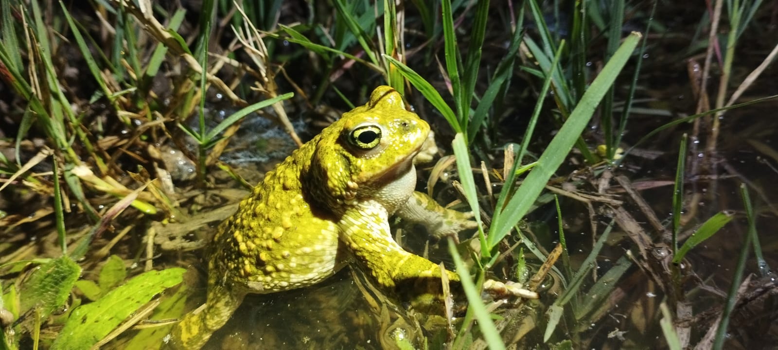Los terrenos sobre los que se edifica la nueva 'Sevilla Este', en imágenes de los ecologistas.