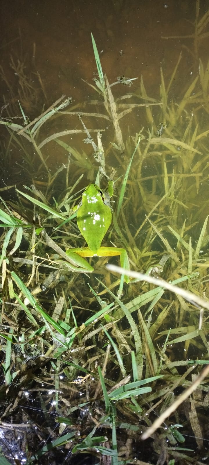 Los terrenos sobre los que se edifica la nueva 'Sevilla Este', en imágenes de los ecologistas.