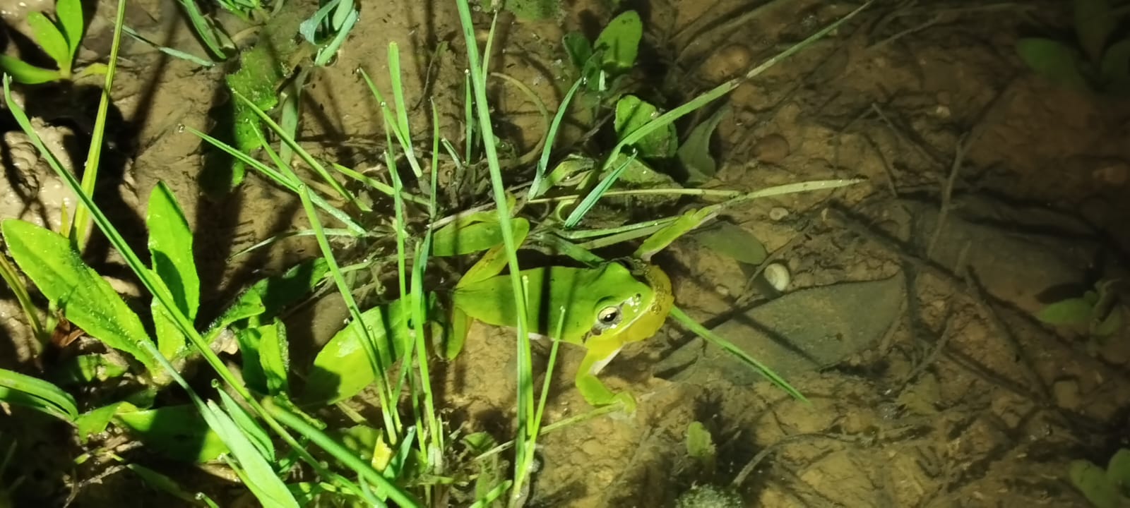 Los terrenos sobre los que se edifica la nueva 'Sevilla Este', en imágenes de los ecologistas.