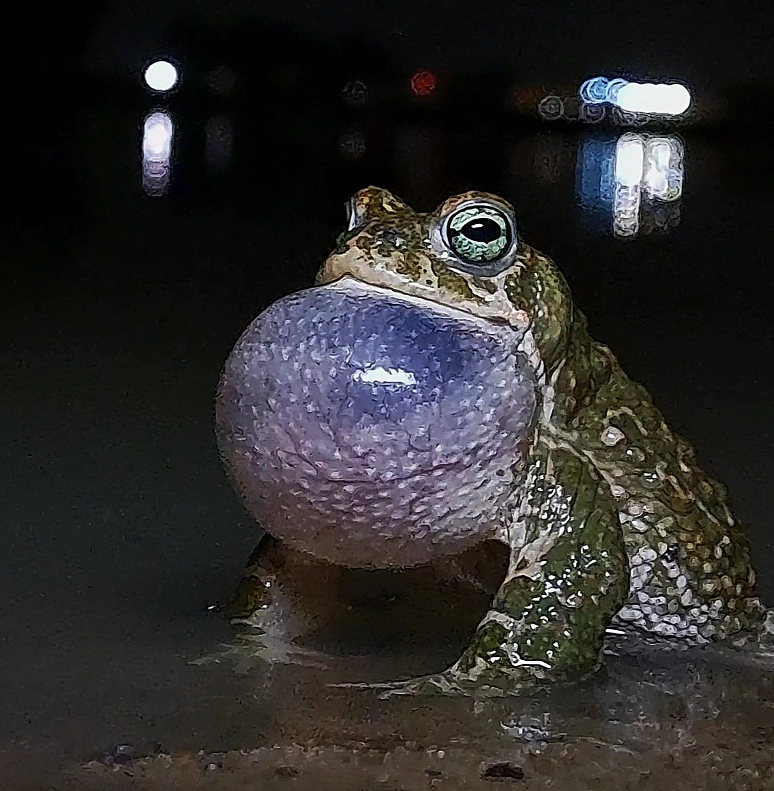 Los terrenos sobre los que se edifica la nueva 'Sevilla Este', en imágenes de los ecologistas.