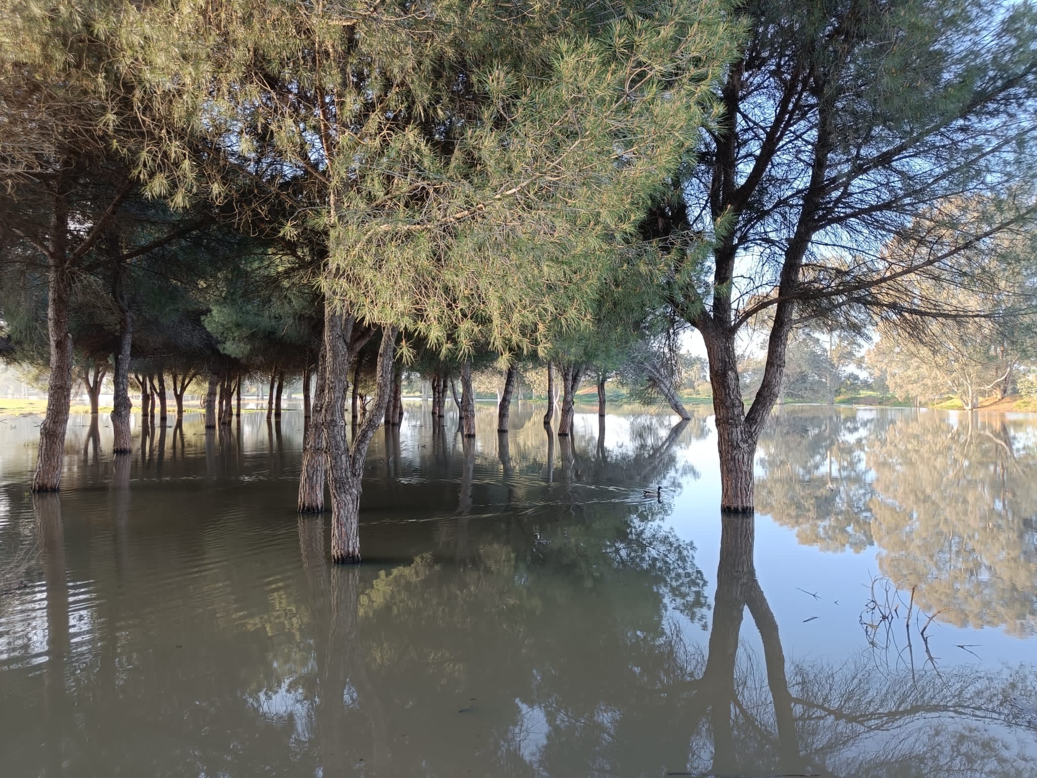 Los terrenos sobre los que se edifica la nueva 'Sevilla Este', en imágenes de los ecologistas.