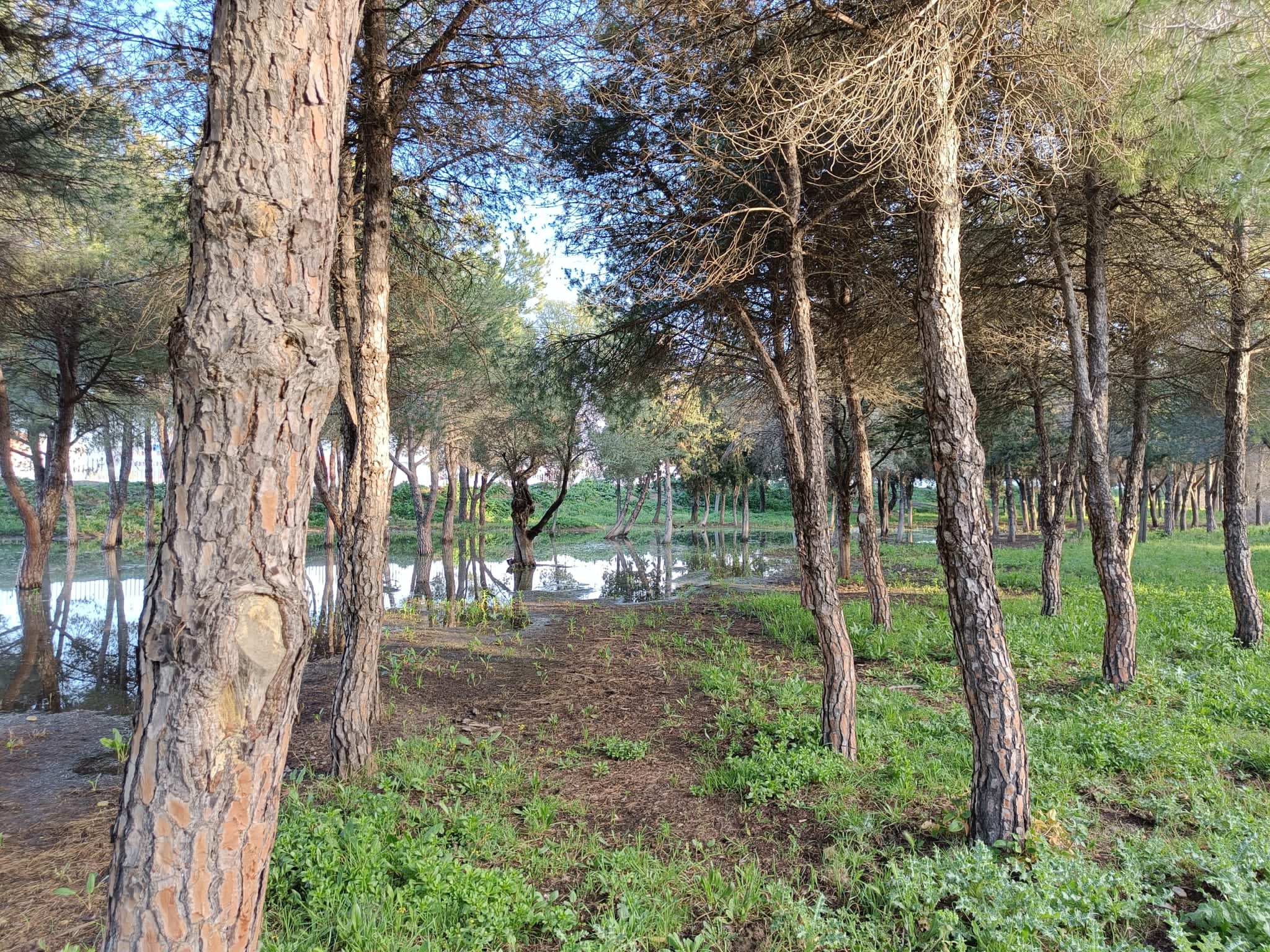 Los terrenos sobre los que se edifica la nueva 'Sevilla Este', en imágenes de los ecologistas.