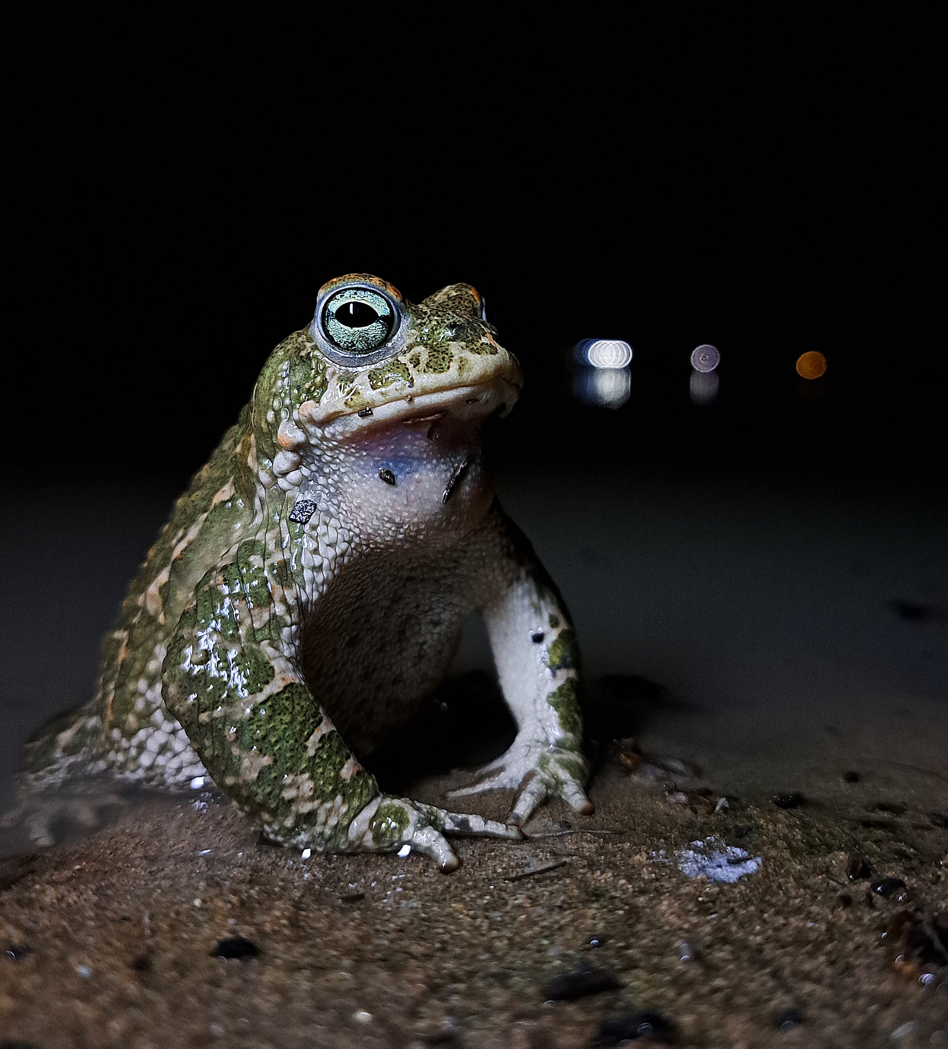 Los terrenos sobre los que se edifica la nueva 'Sevilla Este', en imágenes de los ecologistas.