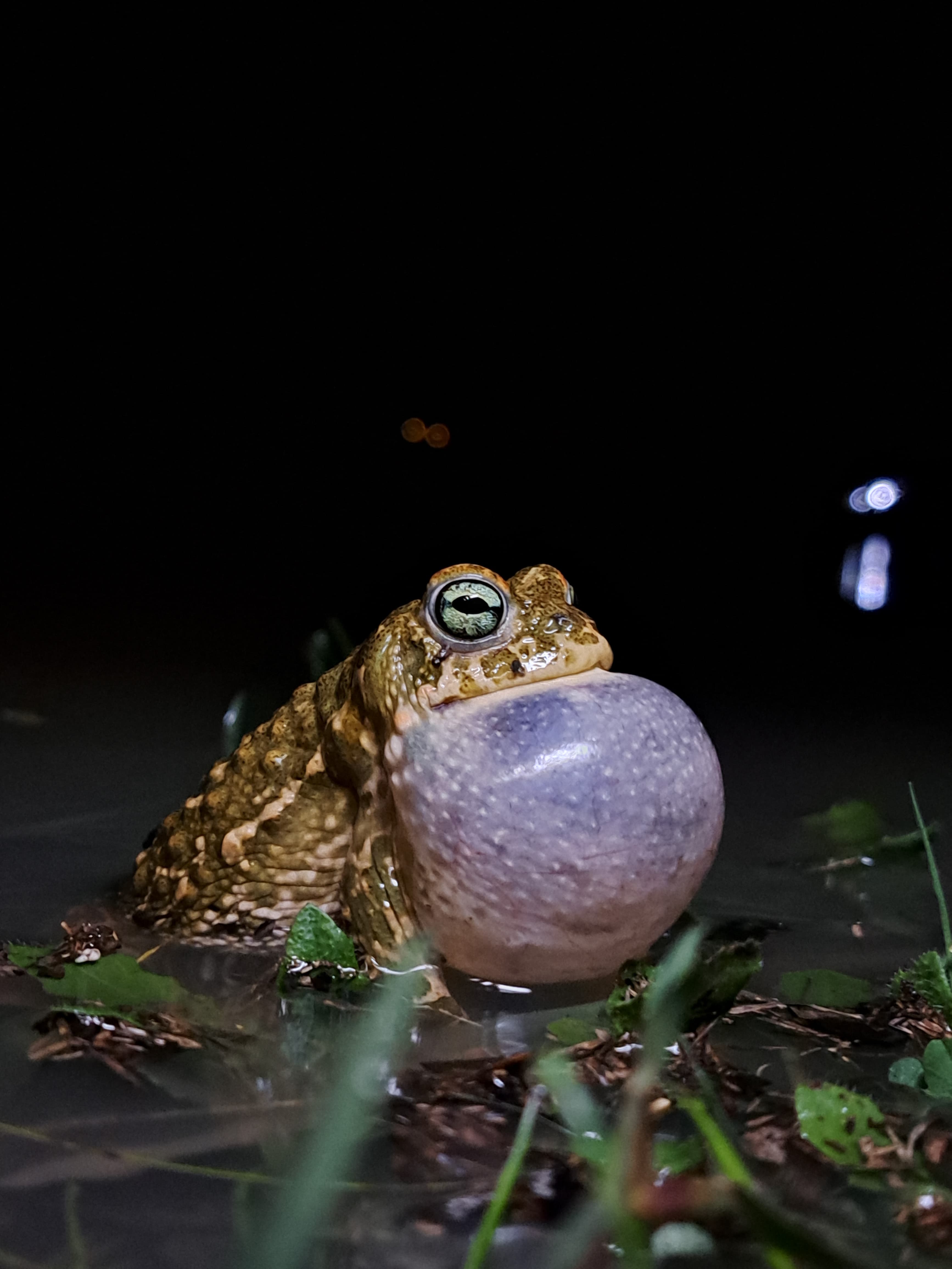 Los terrenos sobre los que se edifica la nueva 'Sevilla Este', en imágenes de los ecologistas.