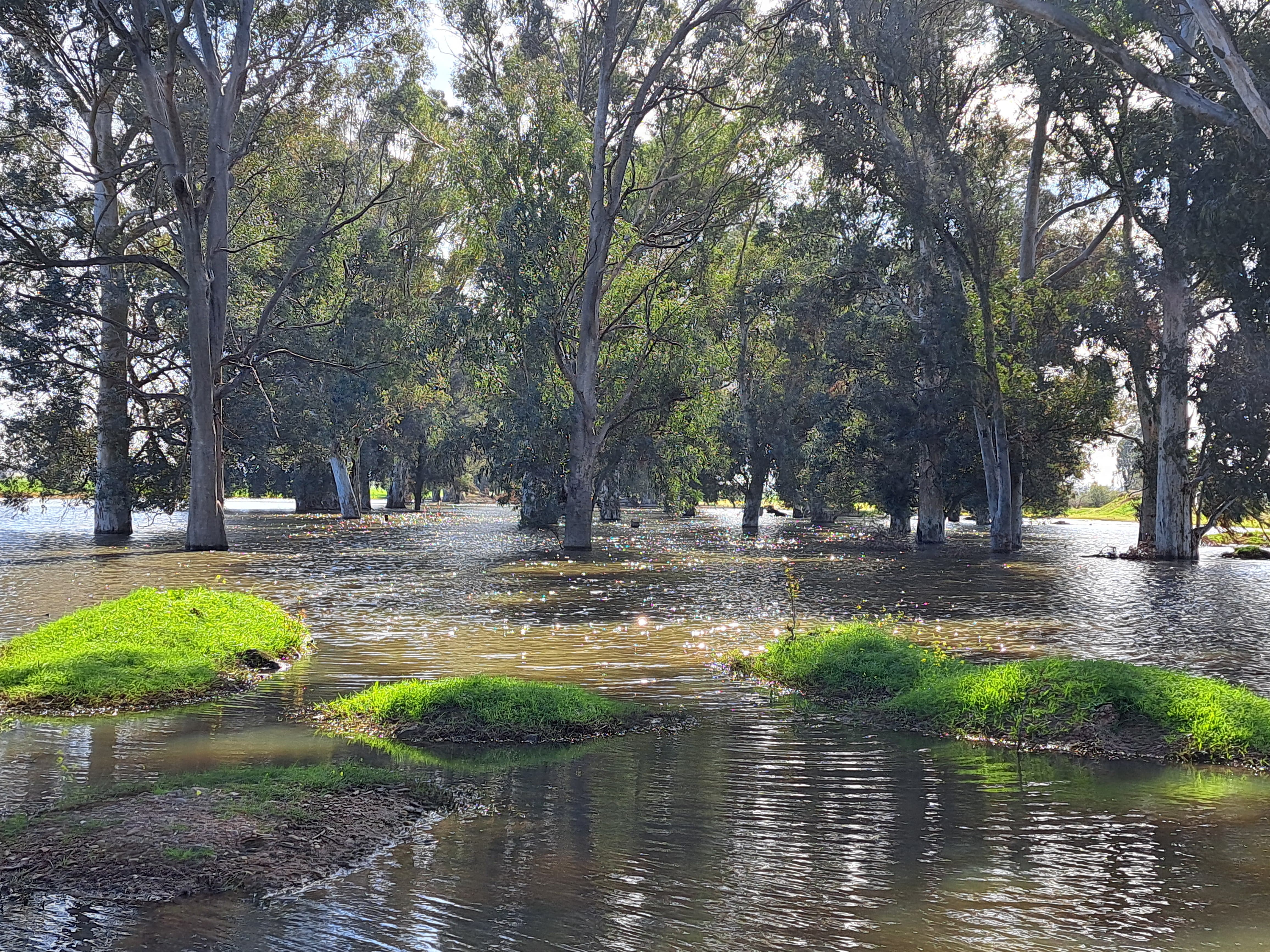 Los terrenos sobre los que se edifica la nueva 'Sevilla Este', en imágenes de los ecologistas.