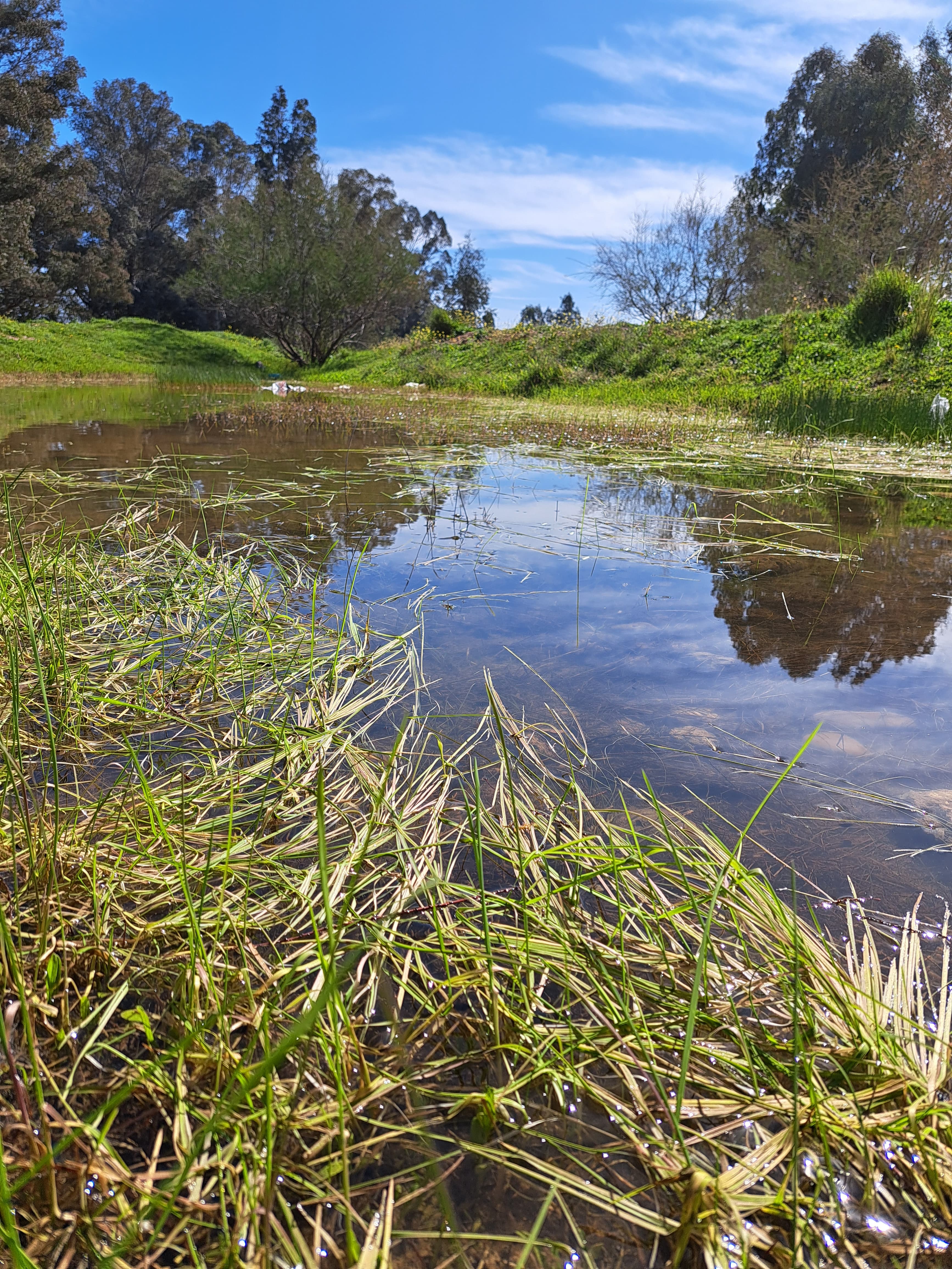 Los terrenos sobre los que se edifica la nueva 'Sevilla Este', en imágenes de los ecologistas.