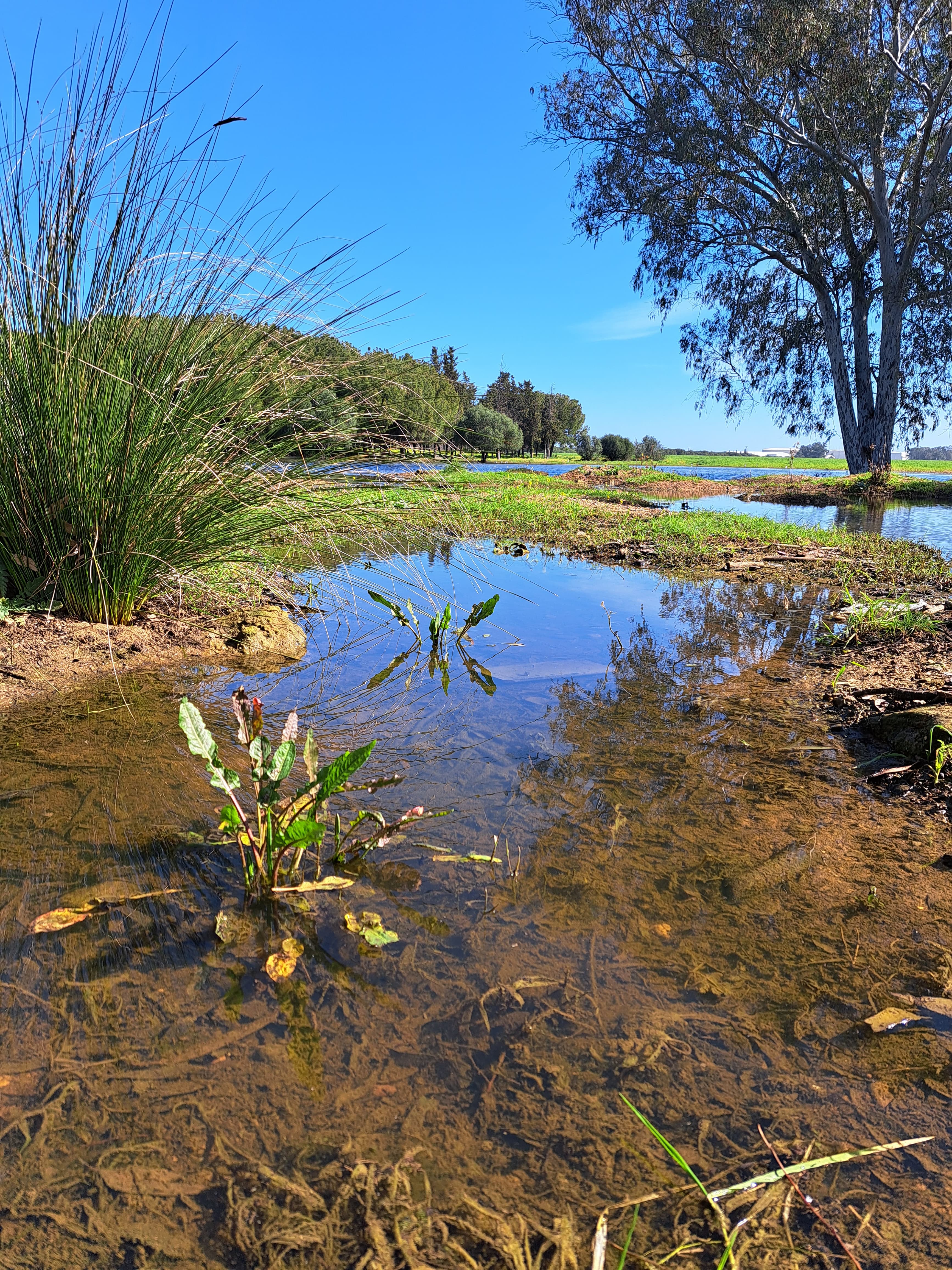 Los terrenos sobre los que se edifica la nueva 'Sevilla Este', en imágenes de los ecologistas.