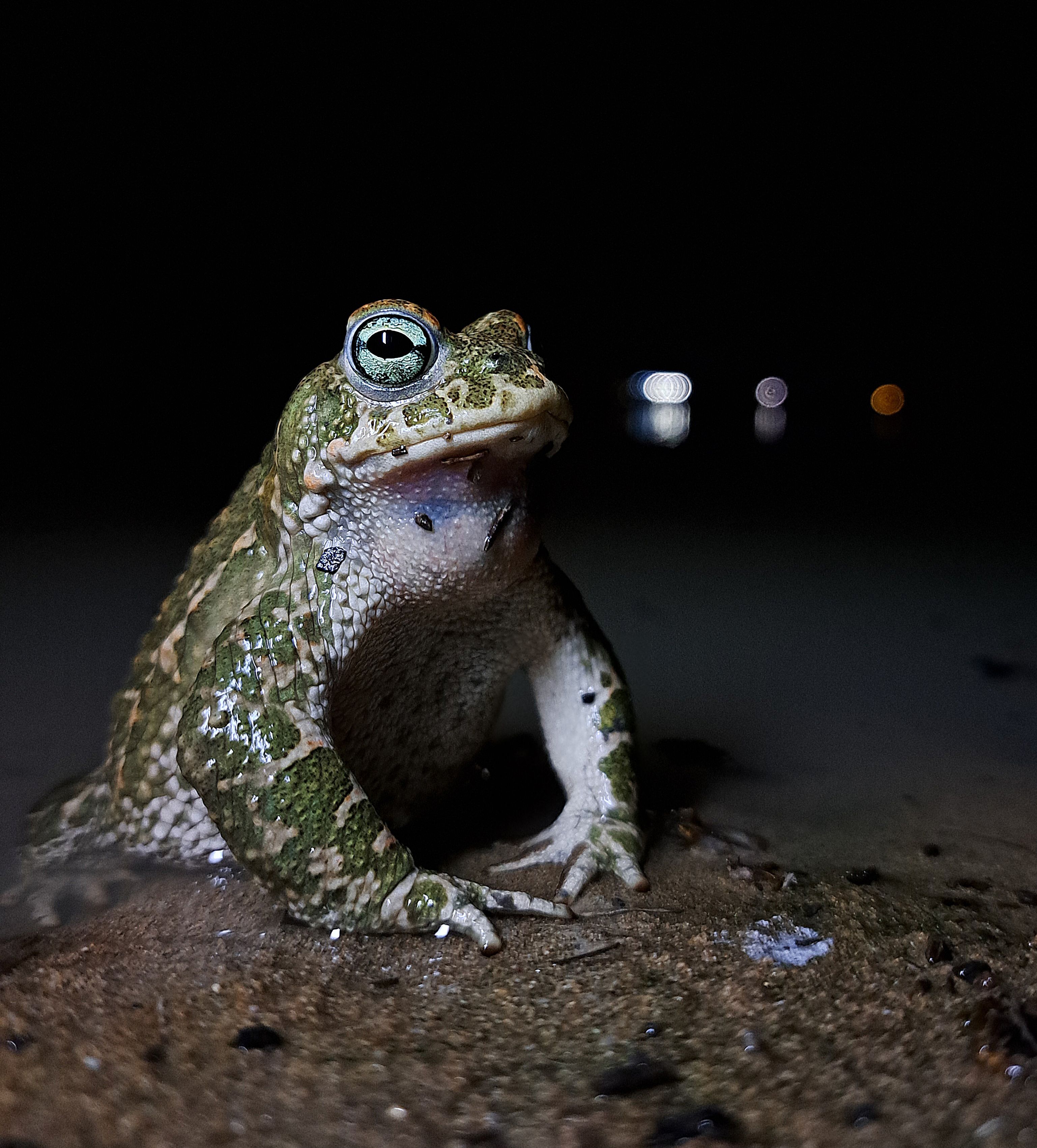 Los terrenos sobre los que se edifica la nueva 'Sevilla Este', en imágenes de los ecologistas.