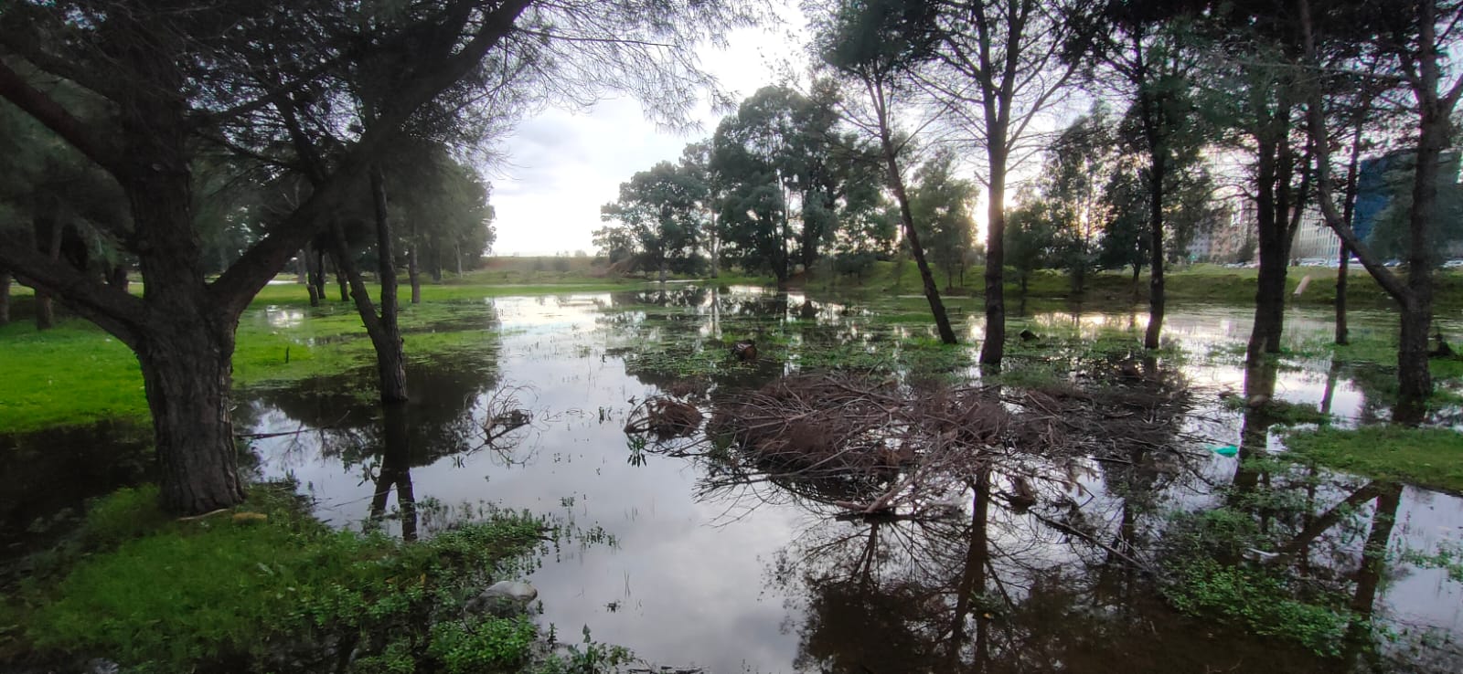 Los terrenos sobre los que se edifica la nueva 'Sevilla Este', en imágenes de los ecologistas.