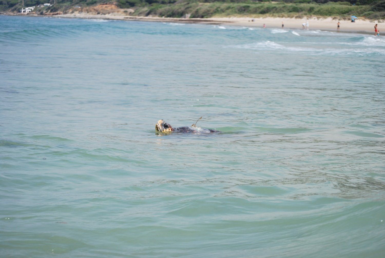 'Sparrow', en libertad.